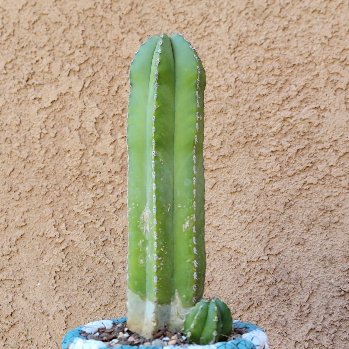 Pachycereus marginatus – Mexican Fence Post Cactus