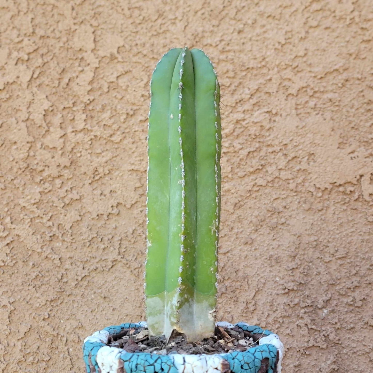 Pachycereus marginatus – Mexican Fence Post Cactus