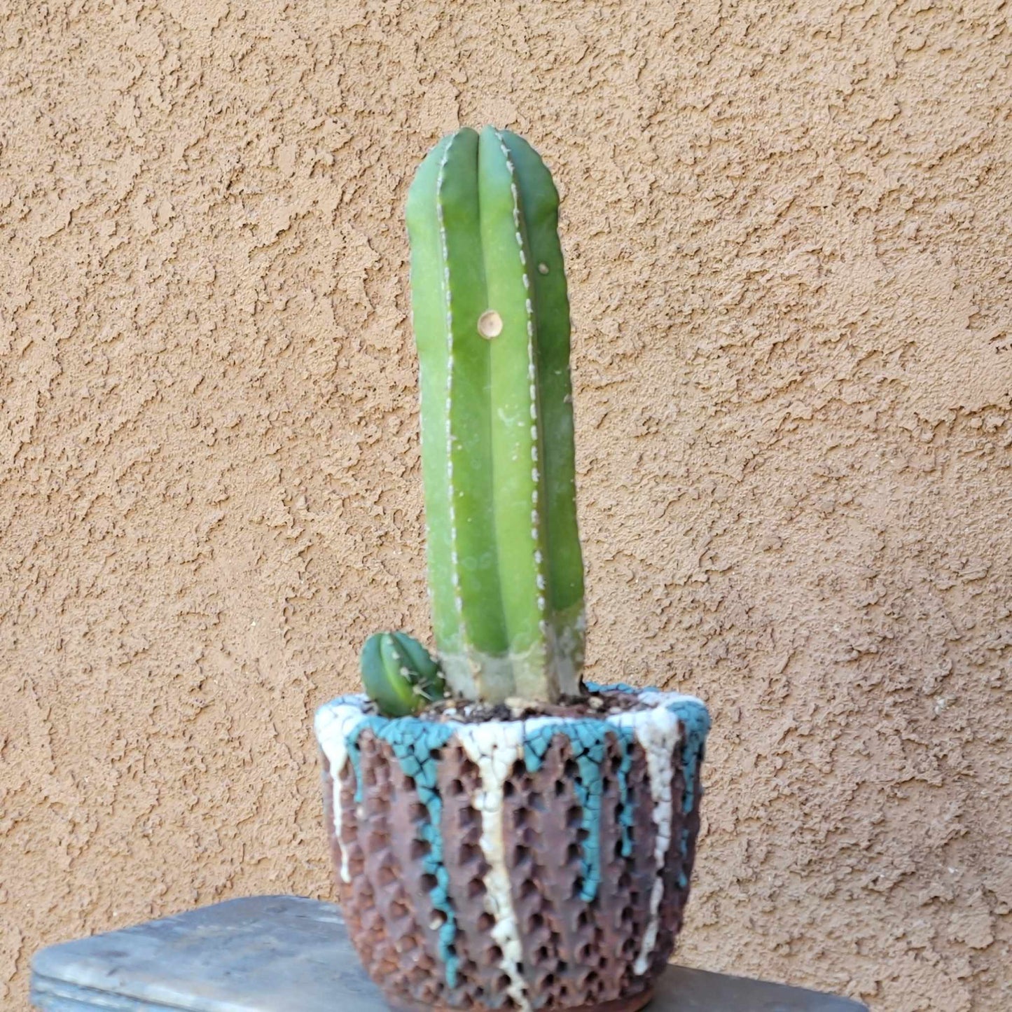 Pachycereus marginatus – Mexican Fence Post Cactus