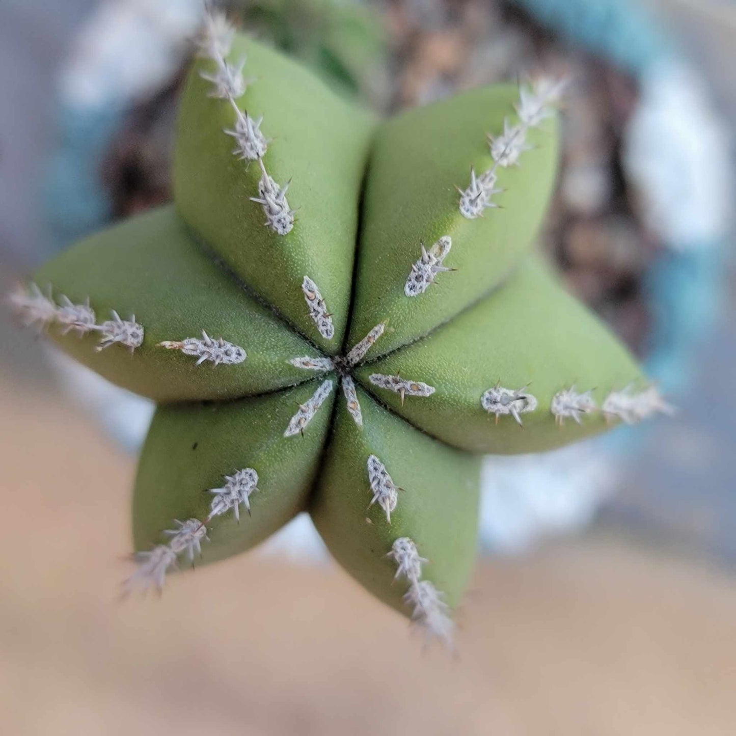 Pachycereus marginatus – Mexican Fence Post Cactus