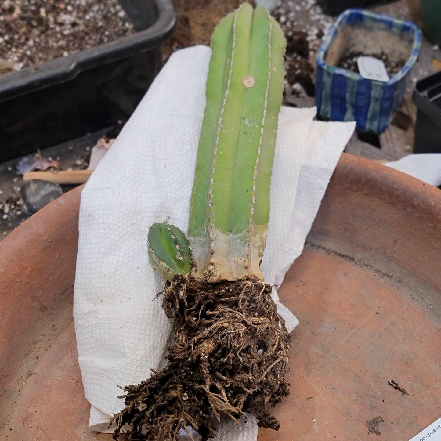 Pachycereus marginatus – Mexican Fence Post Cactus