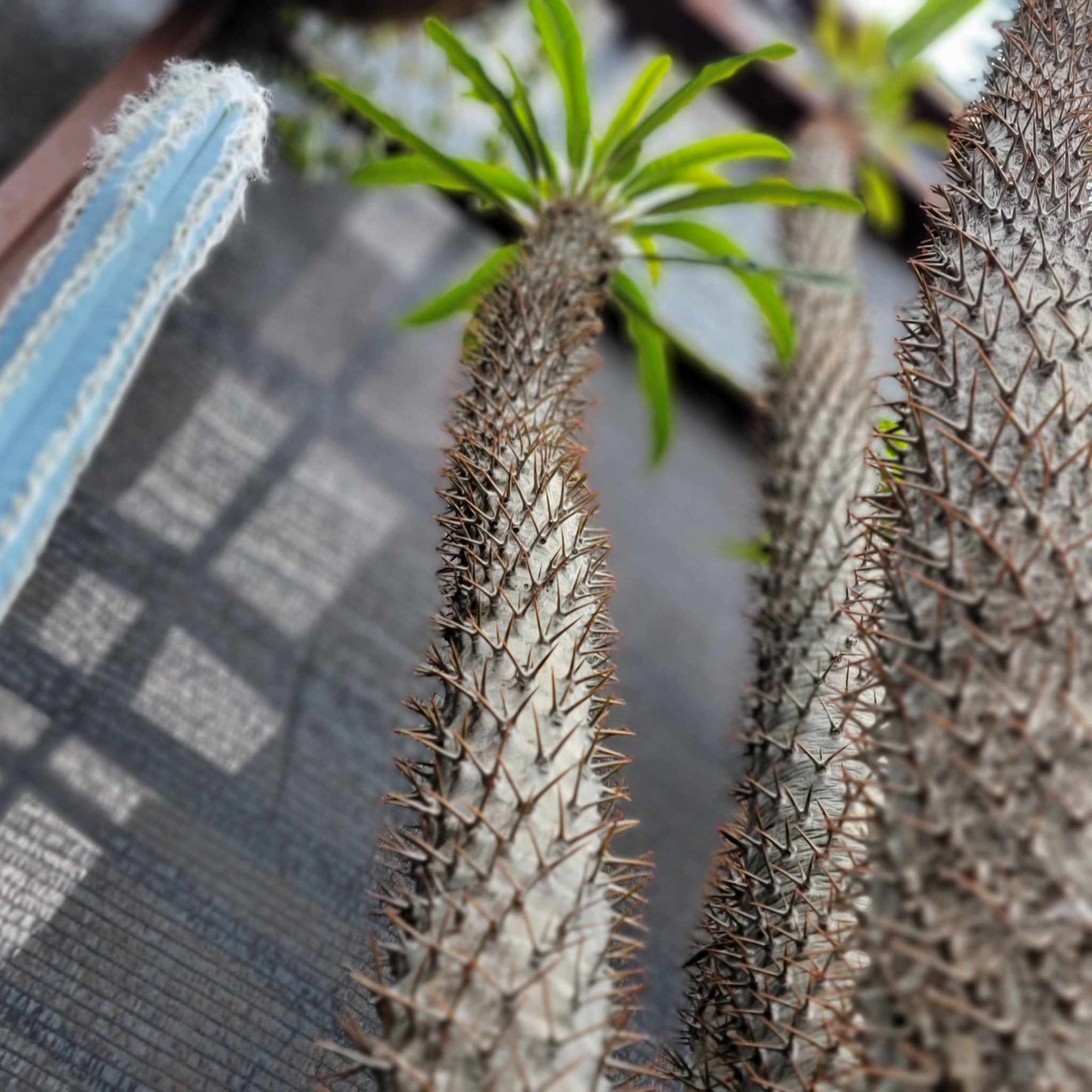 Pachypodium lamerei - Madagascar Palm
