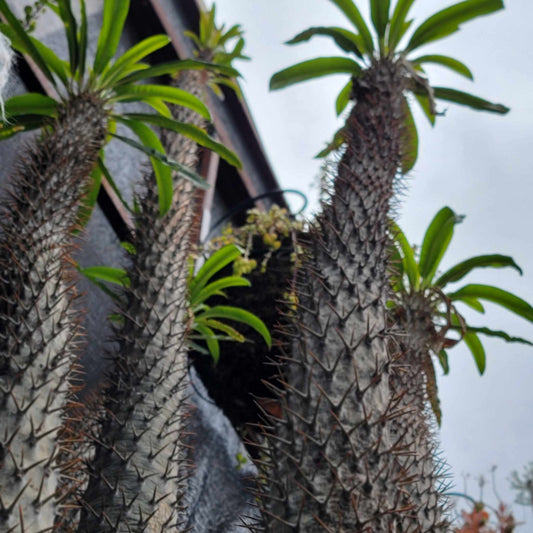 Pachypodium lamerei - Madagascar Palm
