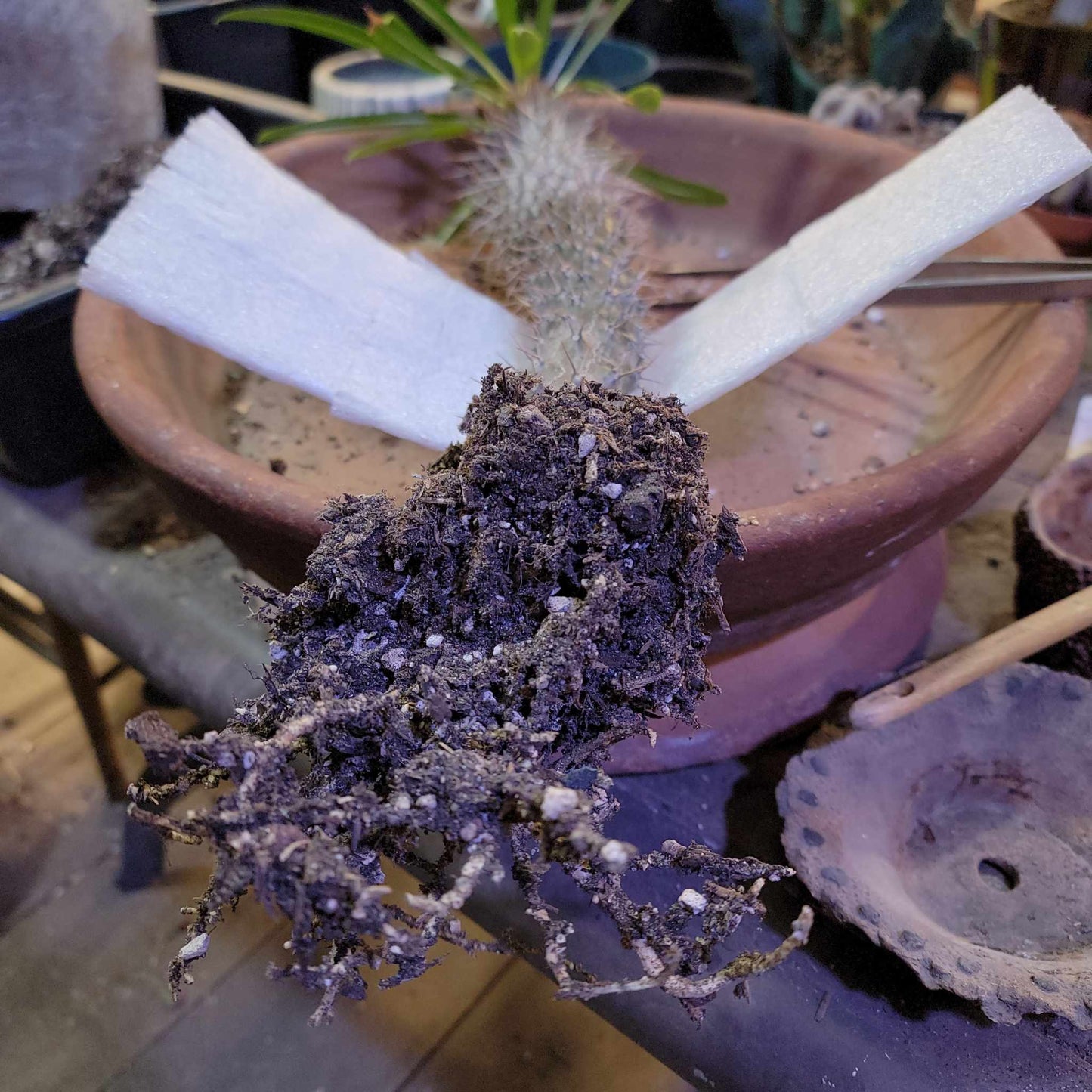 Pachypodium lamerei - Madagascar Palm