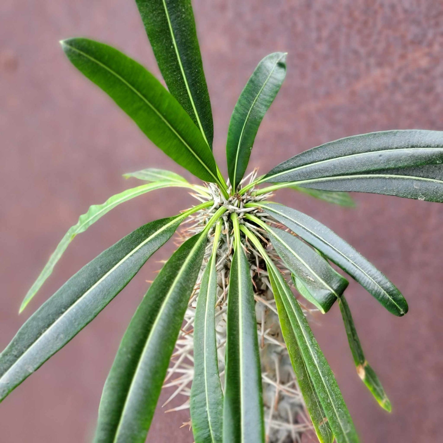 Pachypodium lamerei - Madagascar Palm