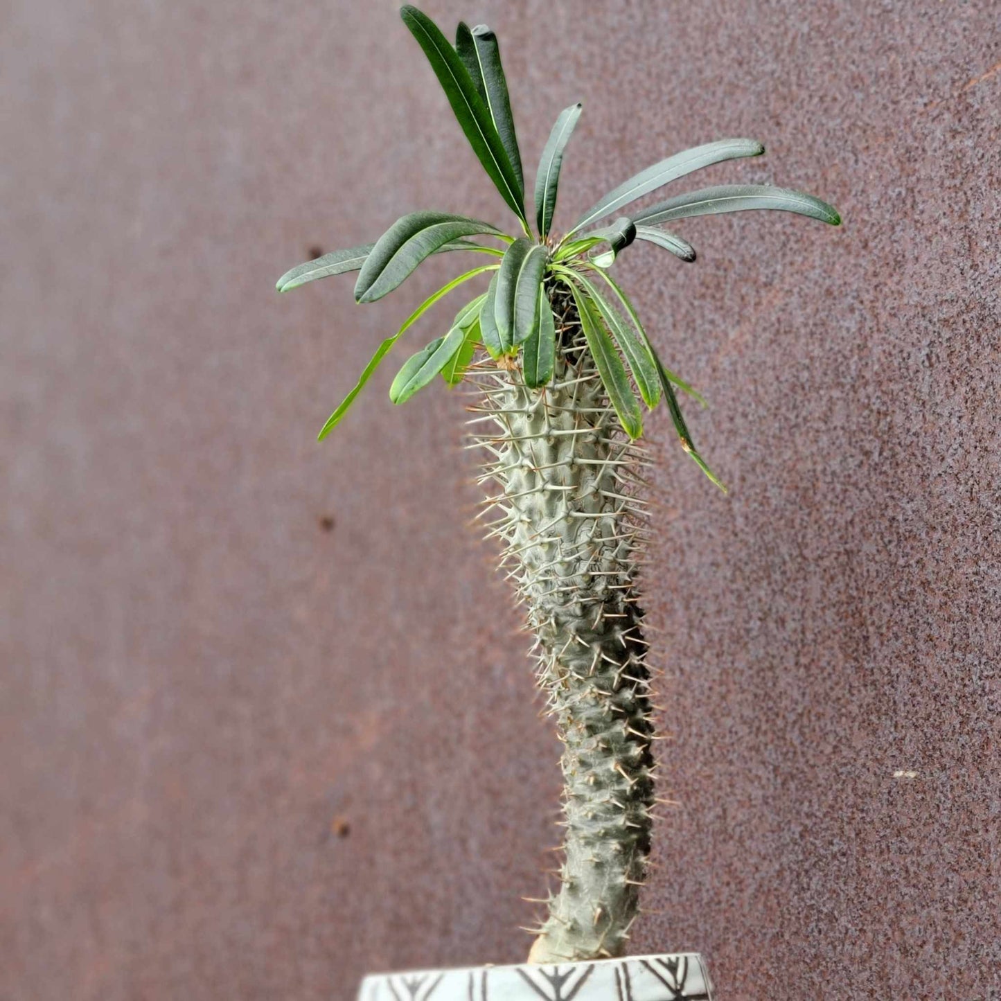 Pachypodium lamerei - Madagascar Palm