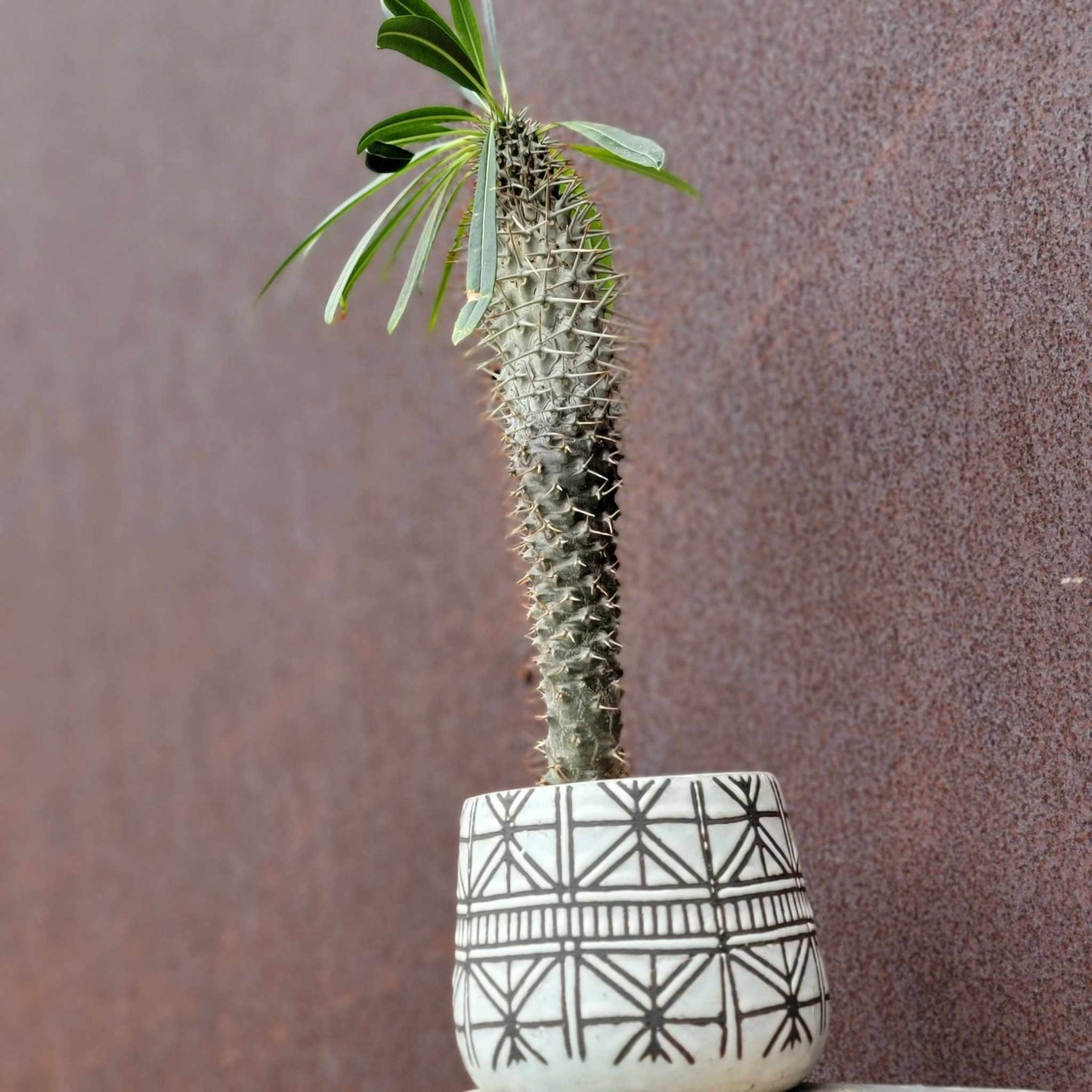 Pachypodium lamerei - Madagascar Palm