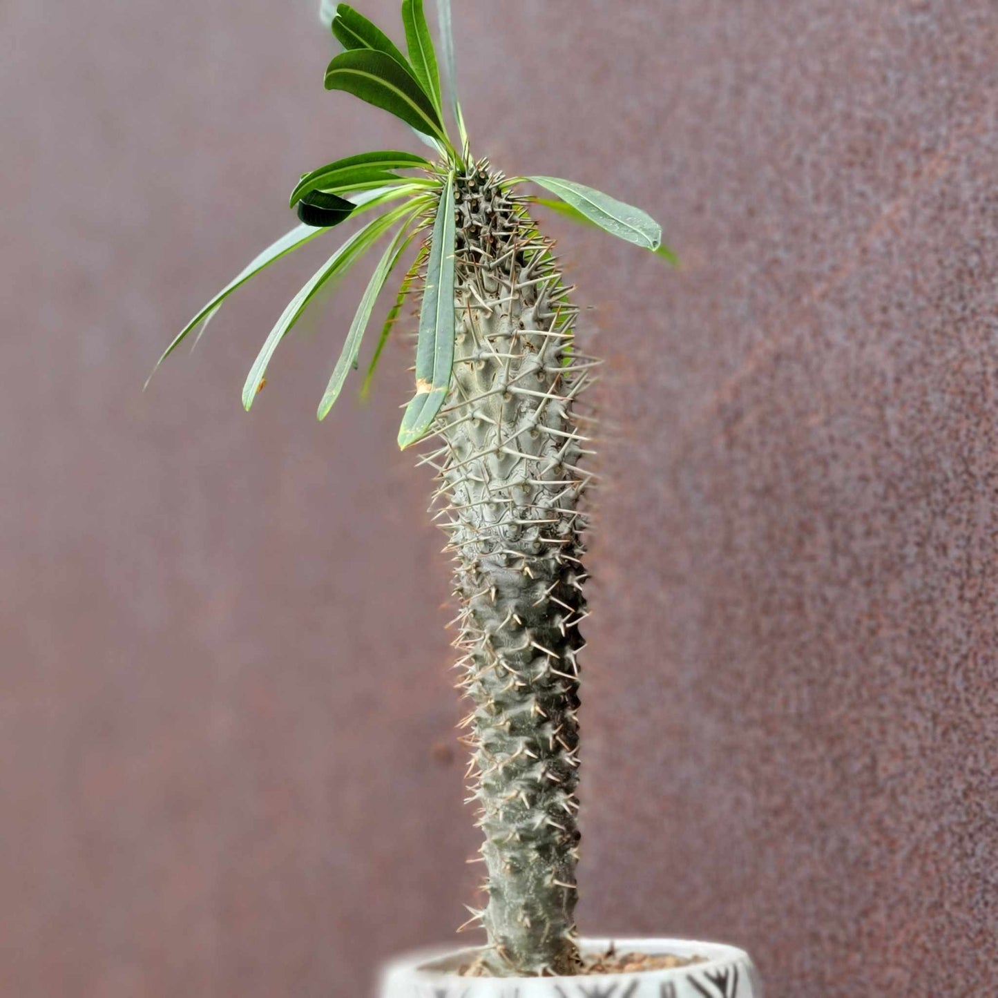 Pachypodium lamerei - Madagascar Palm