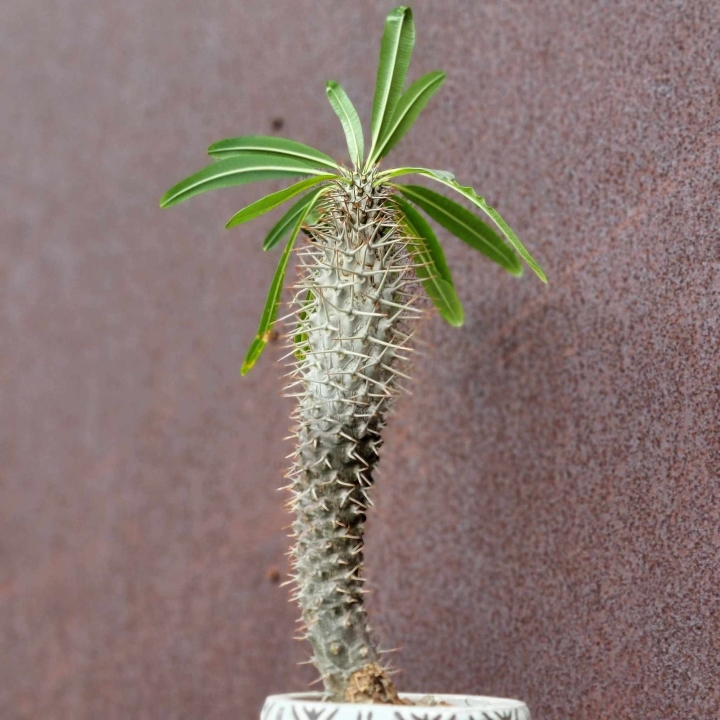 Pachypodium lamerei - Madagascar Palm