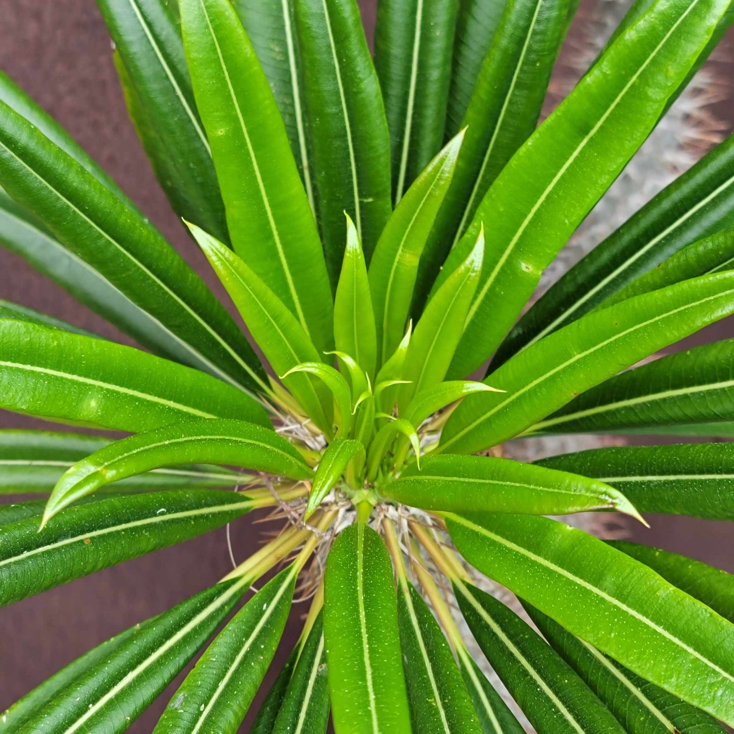Pachypodium lamerei - Madagascar Palm