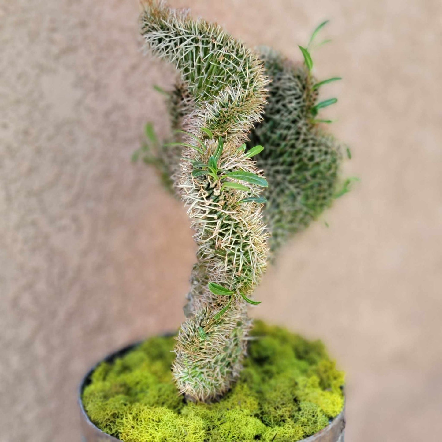Pachypodium lamerei cristata - Crested Madagascar Palm