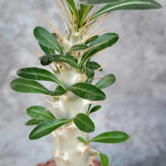 Pachypodium saundersii