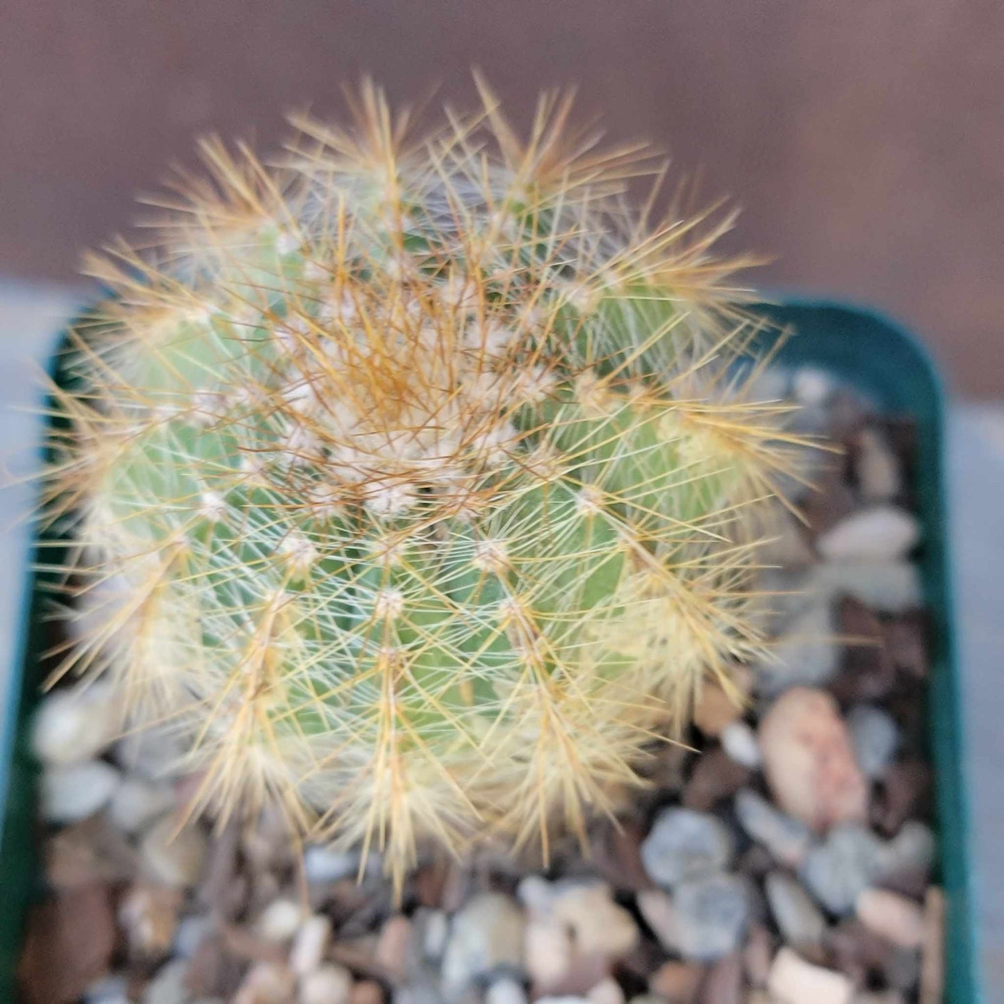 Cactus Bundle #2 - 4 Varieties
