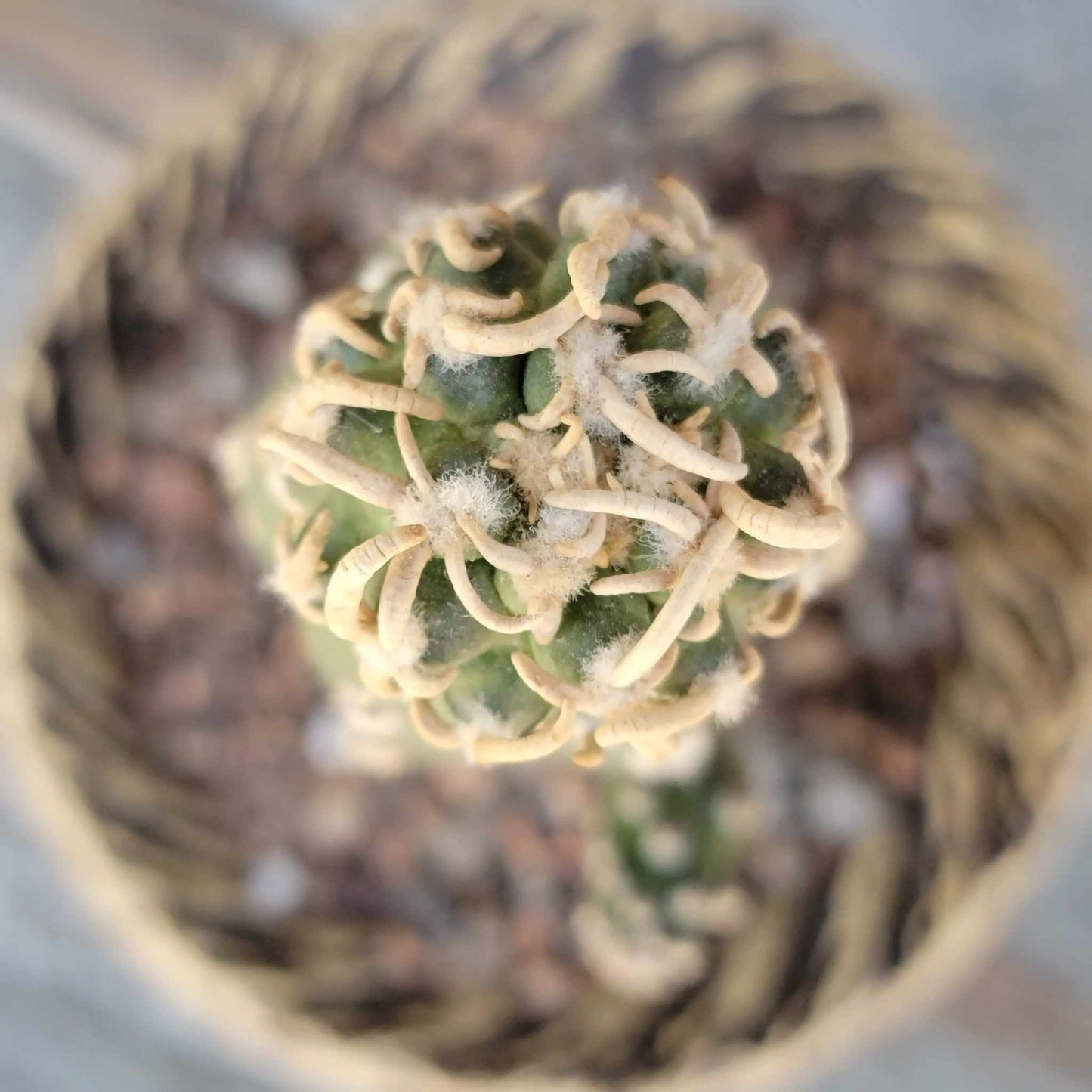 Pediocactus Peeblesianus - Last one!