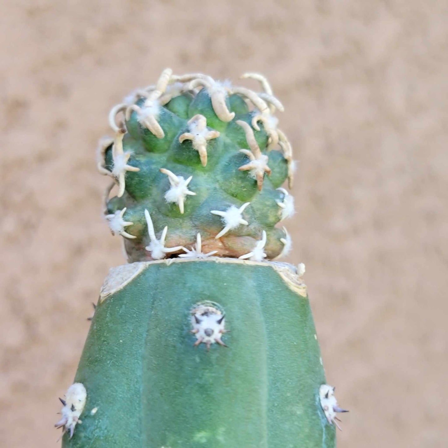 Pediocactus Peeblesianus - Last one!