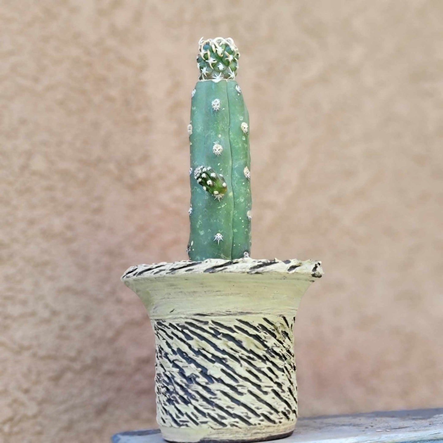 Pediocactus Peeblesianus - Last one!