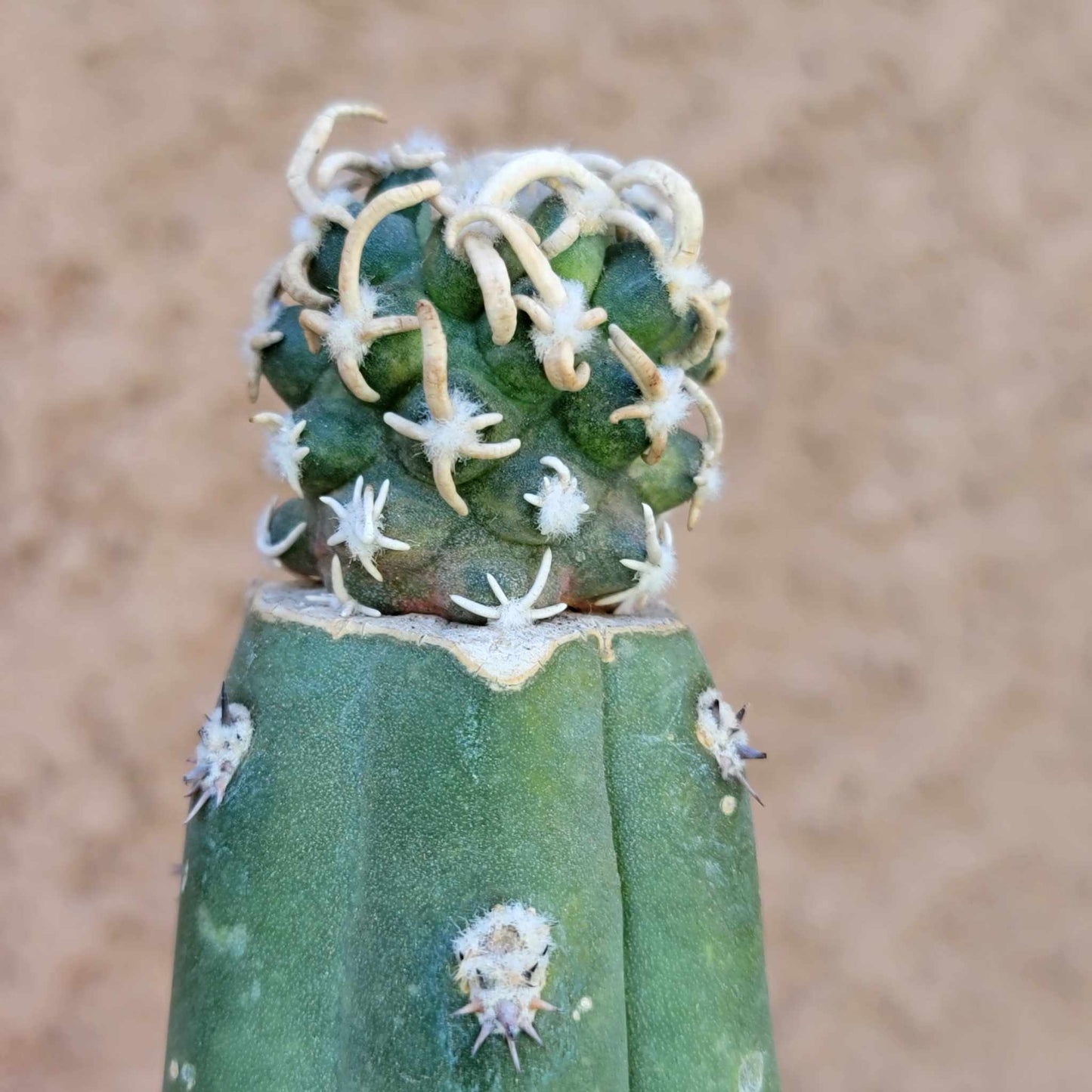 Pediocactus Peeblesianus - Last one!