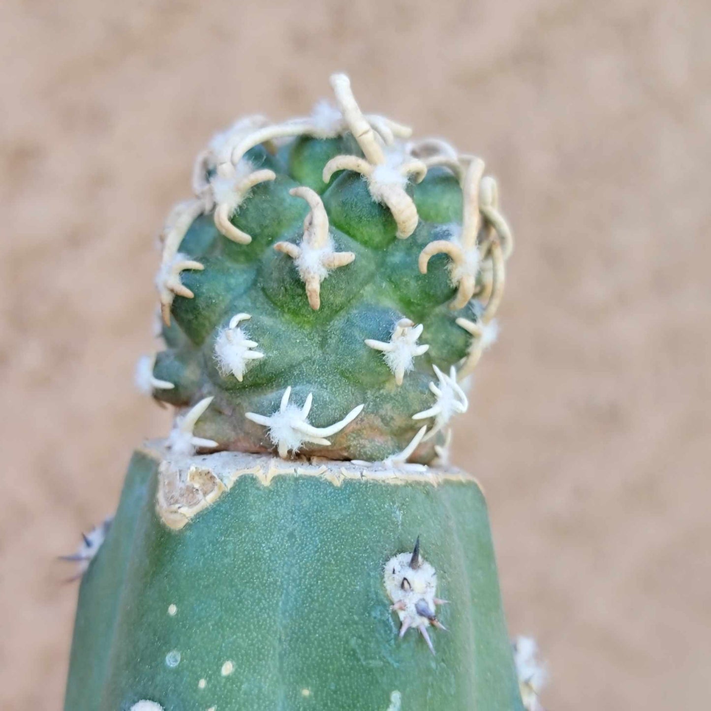 Pediocactus Peeblesianus - Last one!