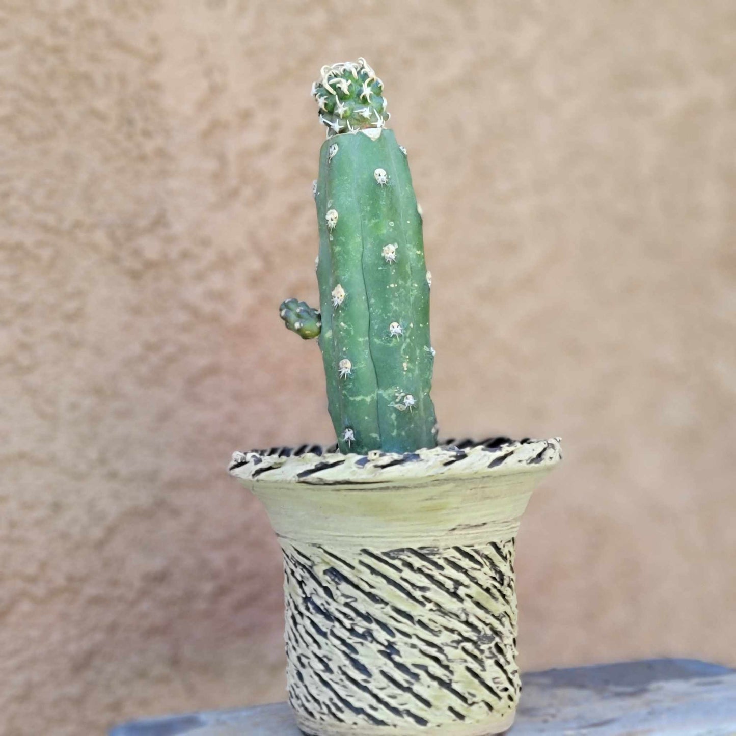 Pediocactus Peeblesianus - Last one!