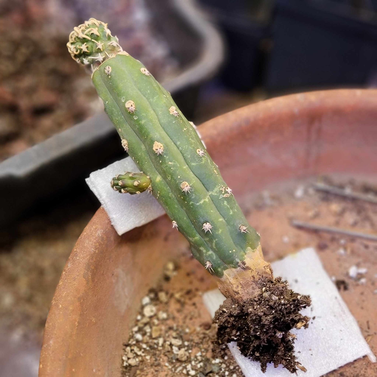 Pediocactus Peeblesianus - Last one!