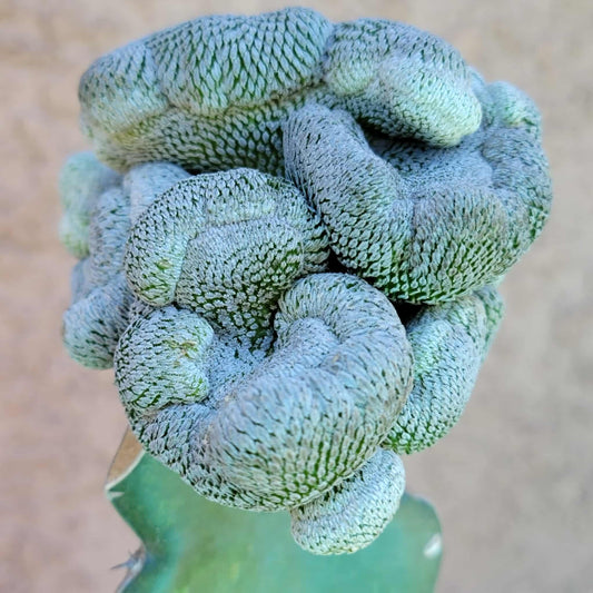Pelecyphora aselliformis f. cristata - Crested Hatchet Cactus