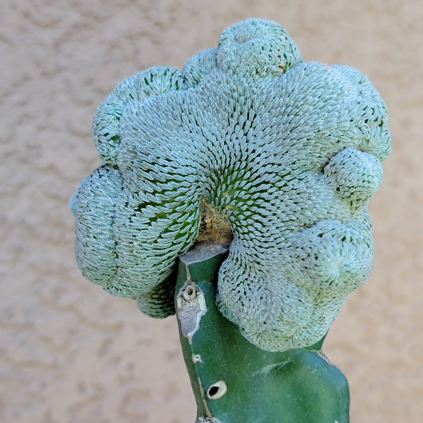 Pelecyphora aselliformis f. cristata - Crested Hatchet Cactus