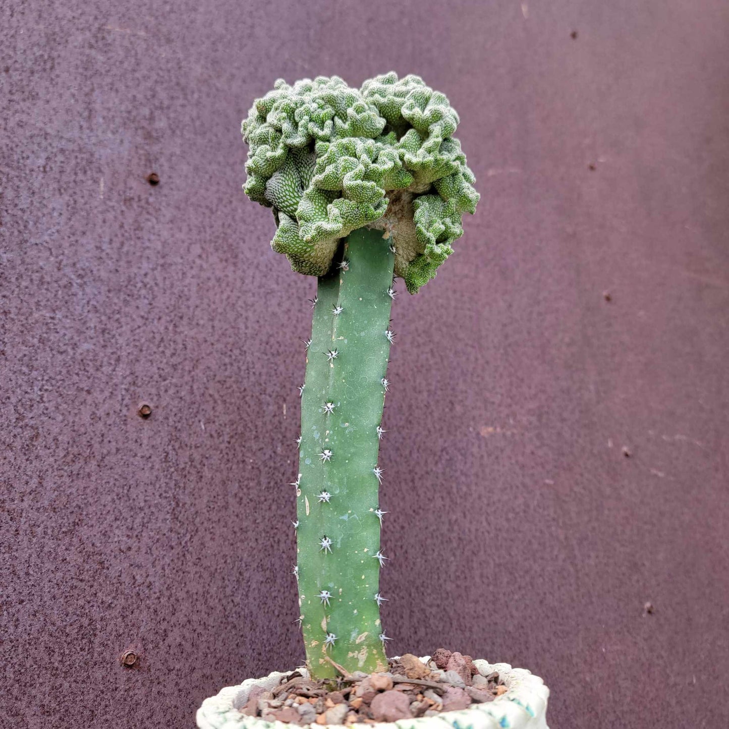 Pelecyphora aselliformis f. cristata - Crested Hatchet Cactus - XL