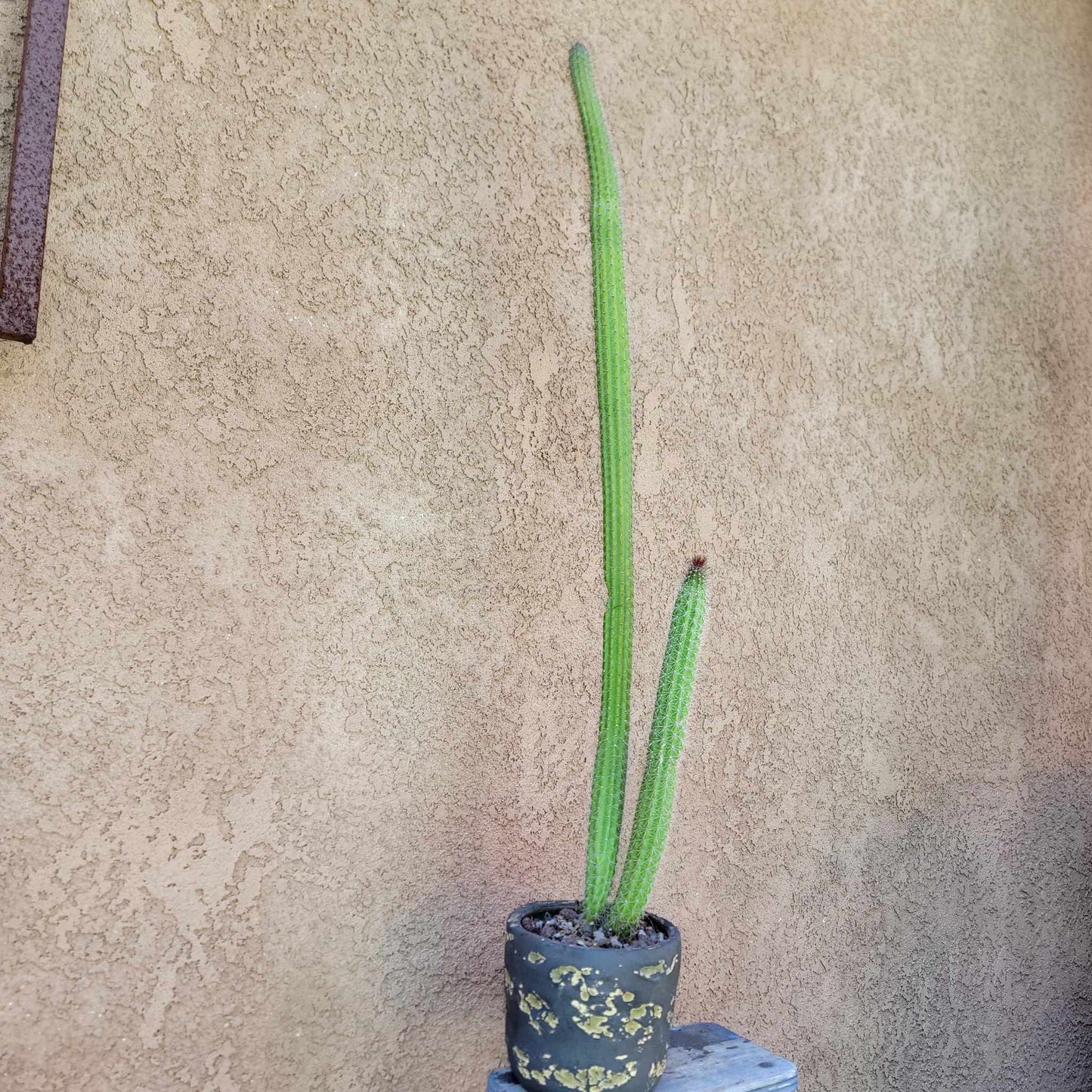 Peniocereus serpentinus - Nyctocereus serpentinus - Snake Cactus - 34" Tall