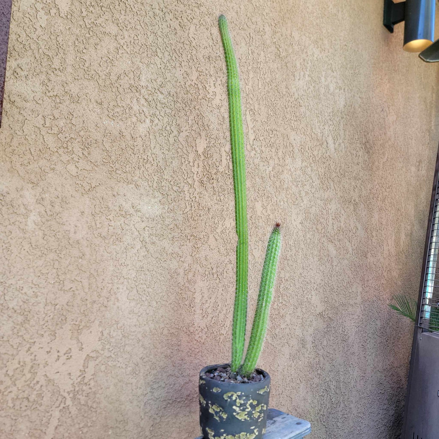 Peniocereus serpentinus - Nyctocereus serpentinus - Snake Cactus - 34" Tall