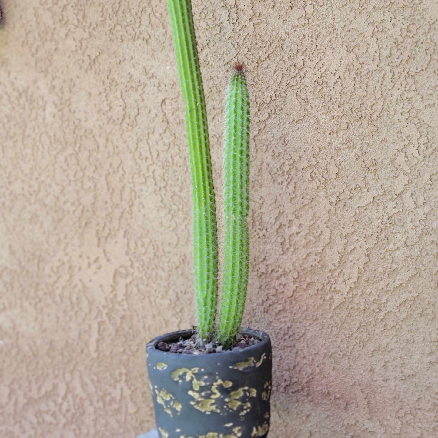Peniocereus serpentinus - Nyctocereus serpentinus - Snake Cactus - 34" Tall
