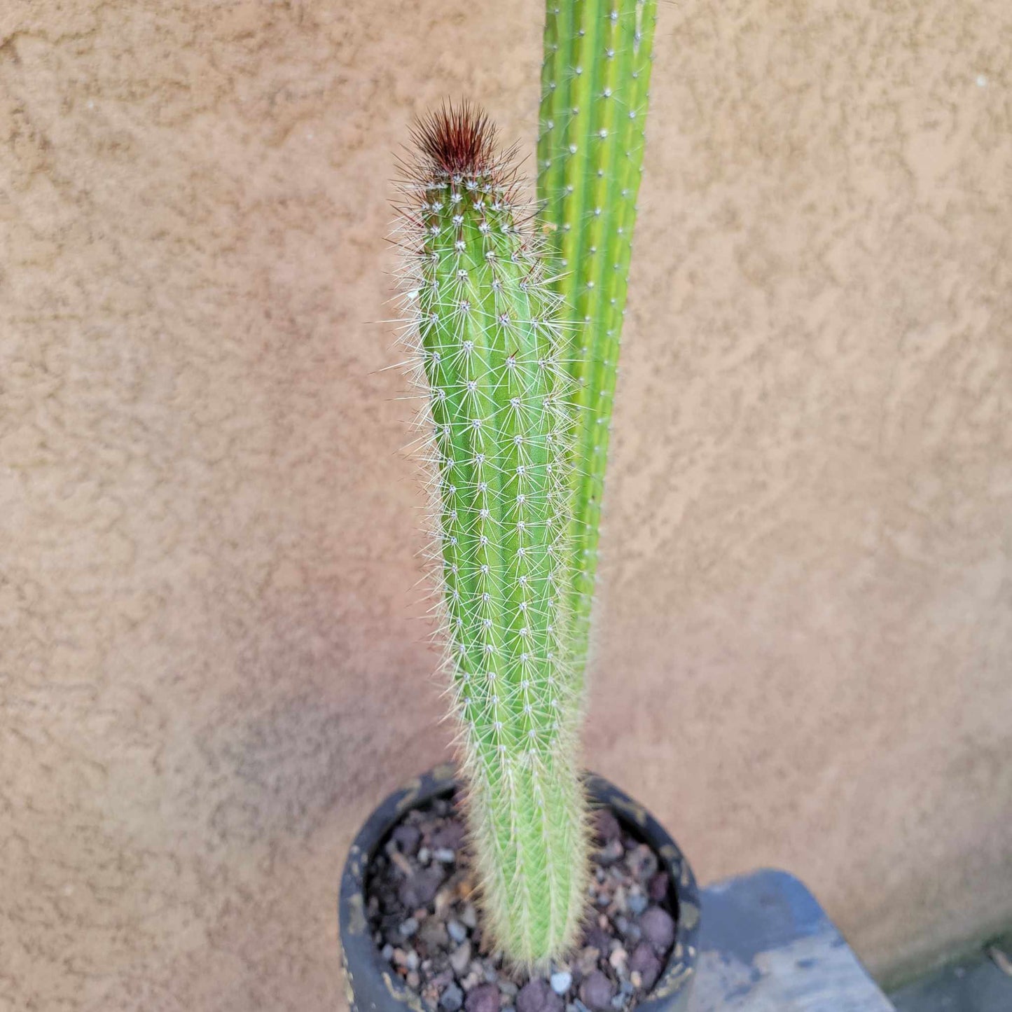 Peniocereus serpentinus - Nyctocereus serpentinus - Snake Cactus - 34" Tall