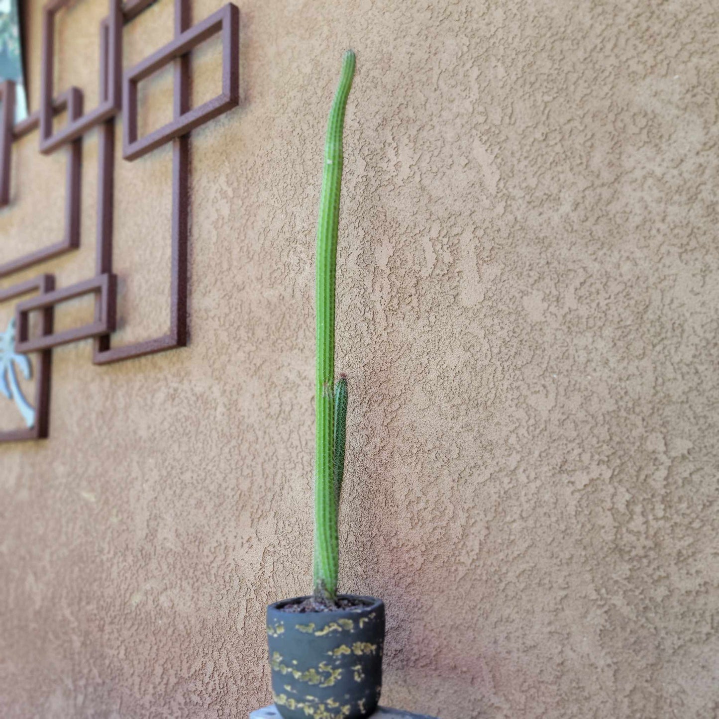Peniocereus serpentinus - Nyctocereus serpentinus - Snake Cactus - 34" Tall