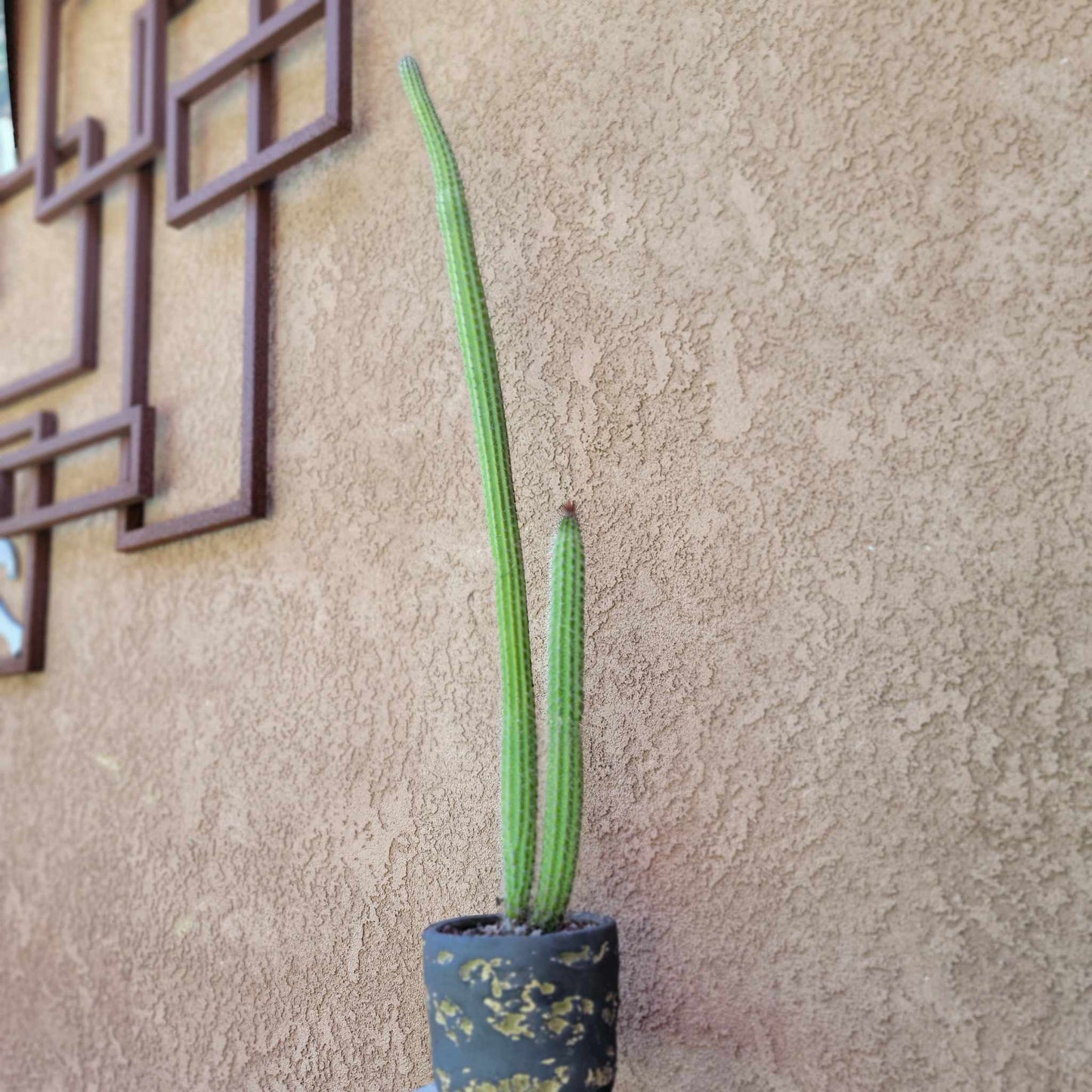 Peniocereus serpentinus - Nyctocereus serpentinus - Snake Cactus - 34" Tall