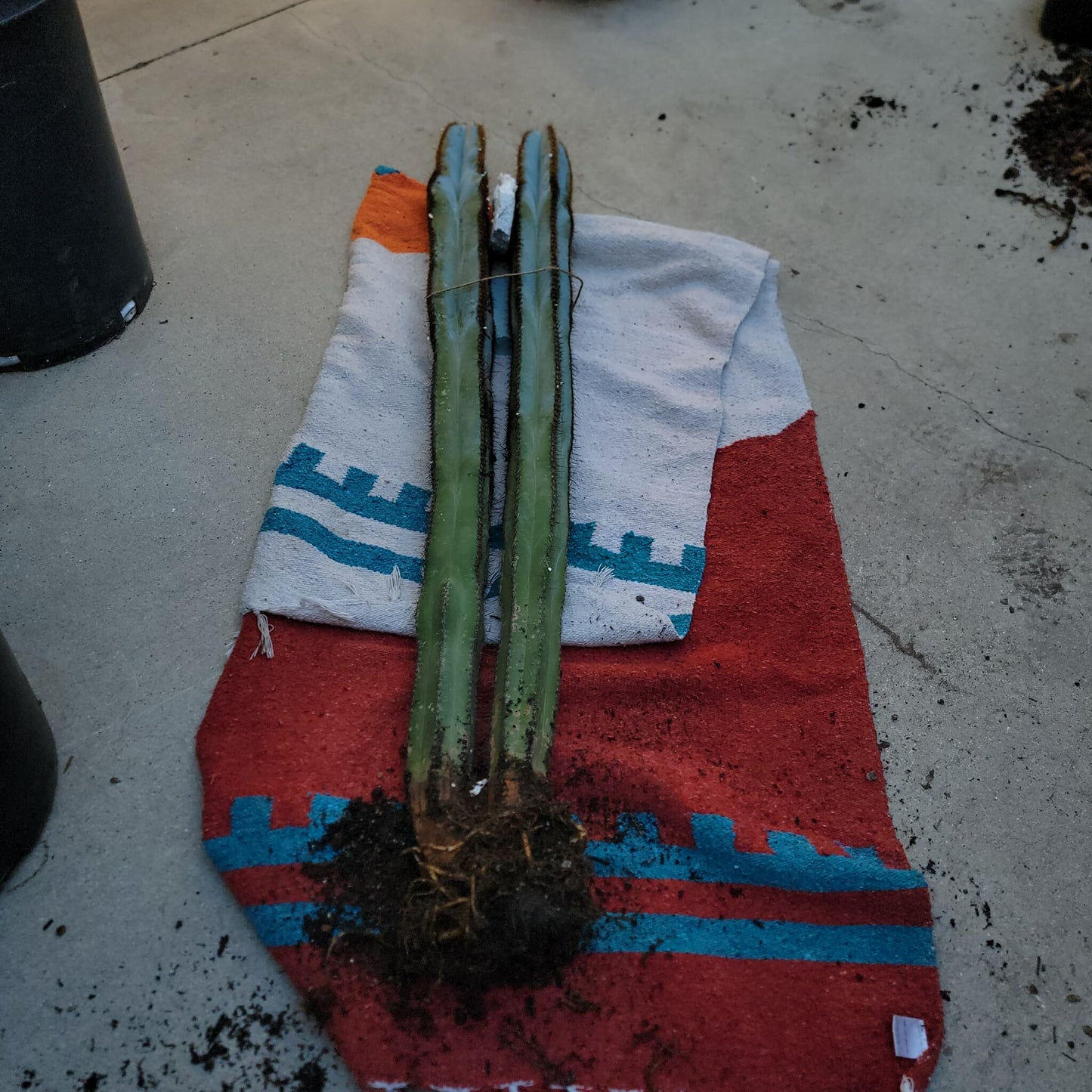 Pilosocereus Fulvilanatus - 2 Arms - 42" Tall!