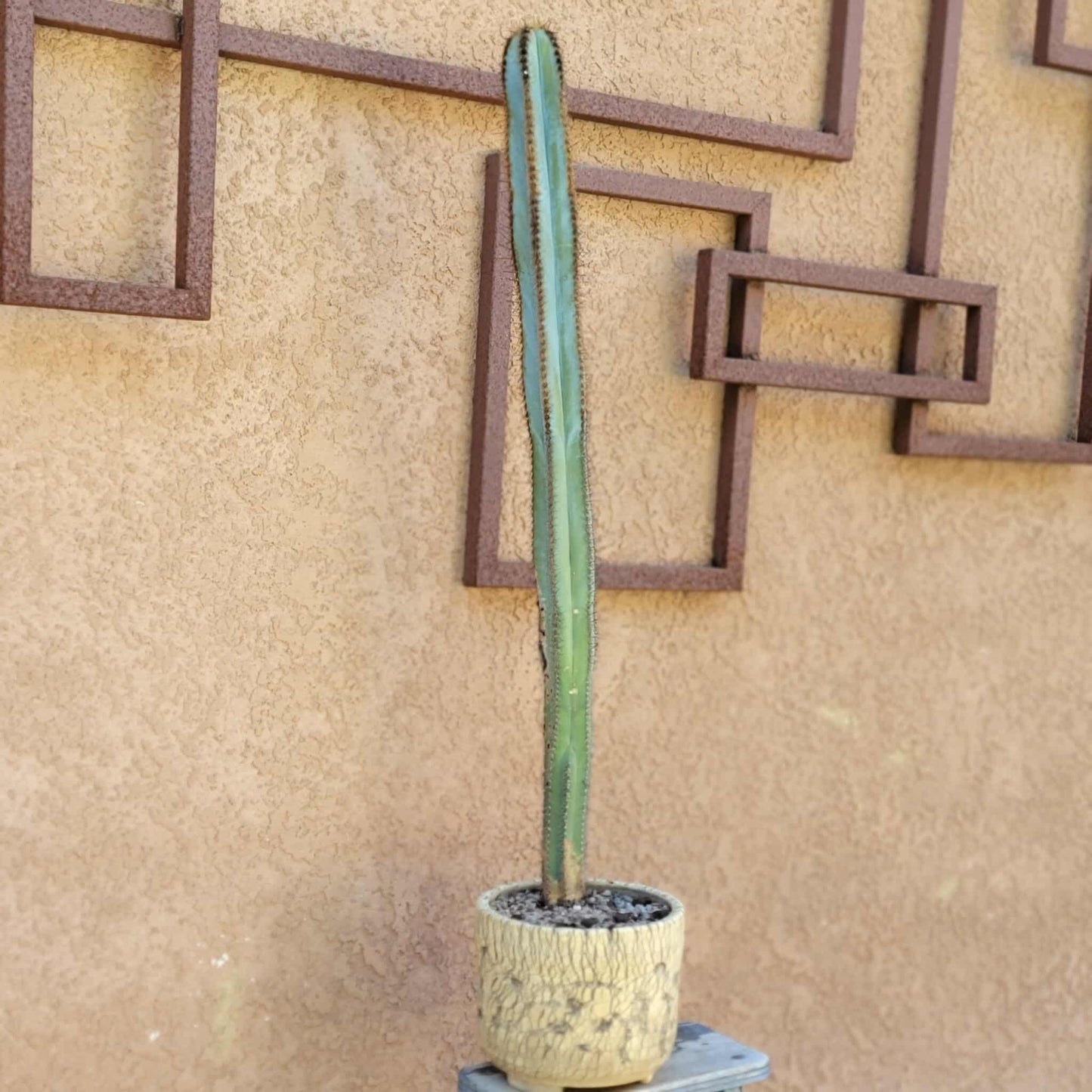 Pilosocereus Fulvilanatus - 32" Tall!