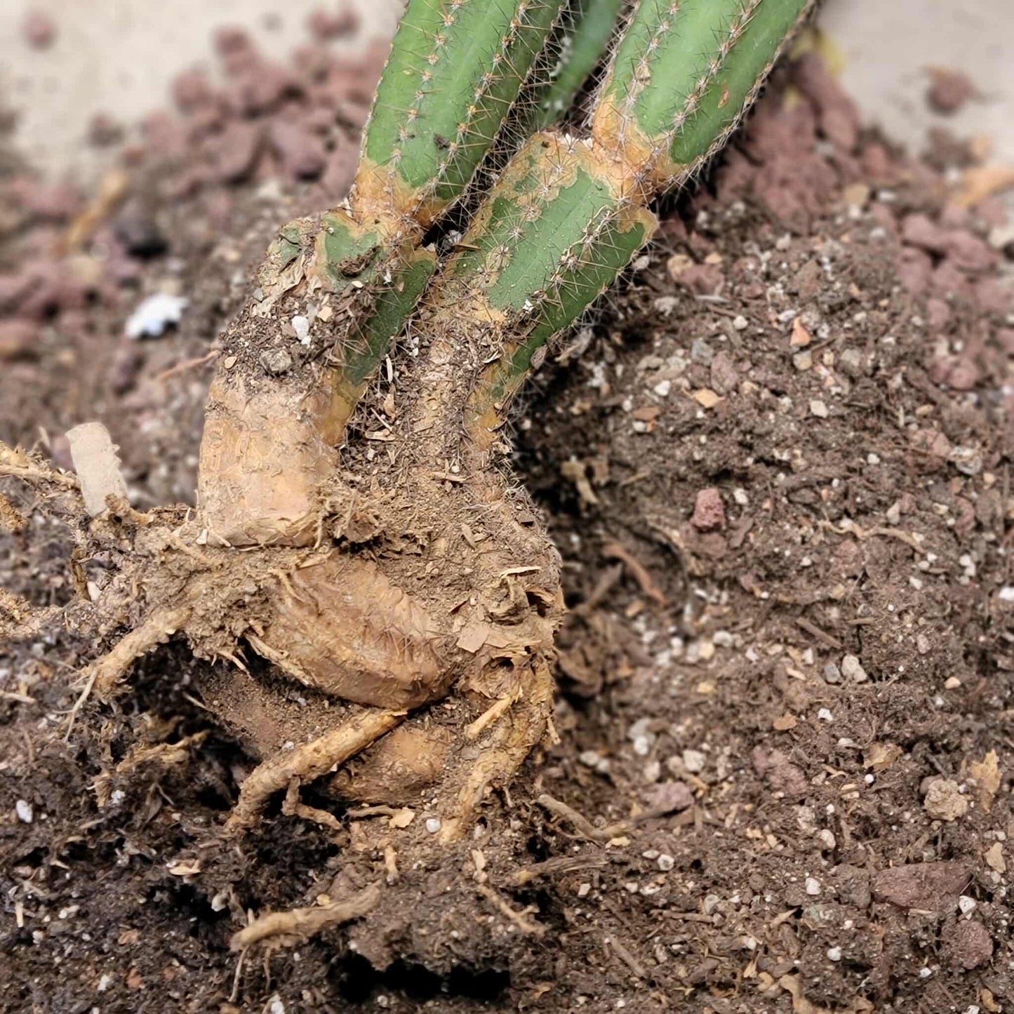 Pilosocereus Fulvilanatus - 3 Arms - 36" Tall!