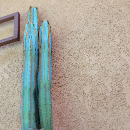 Pilosocereus Fulvilanatus - 3 Arms - 36" Tall!