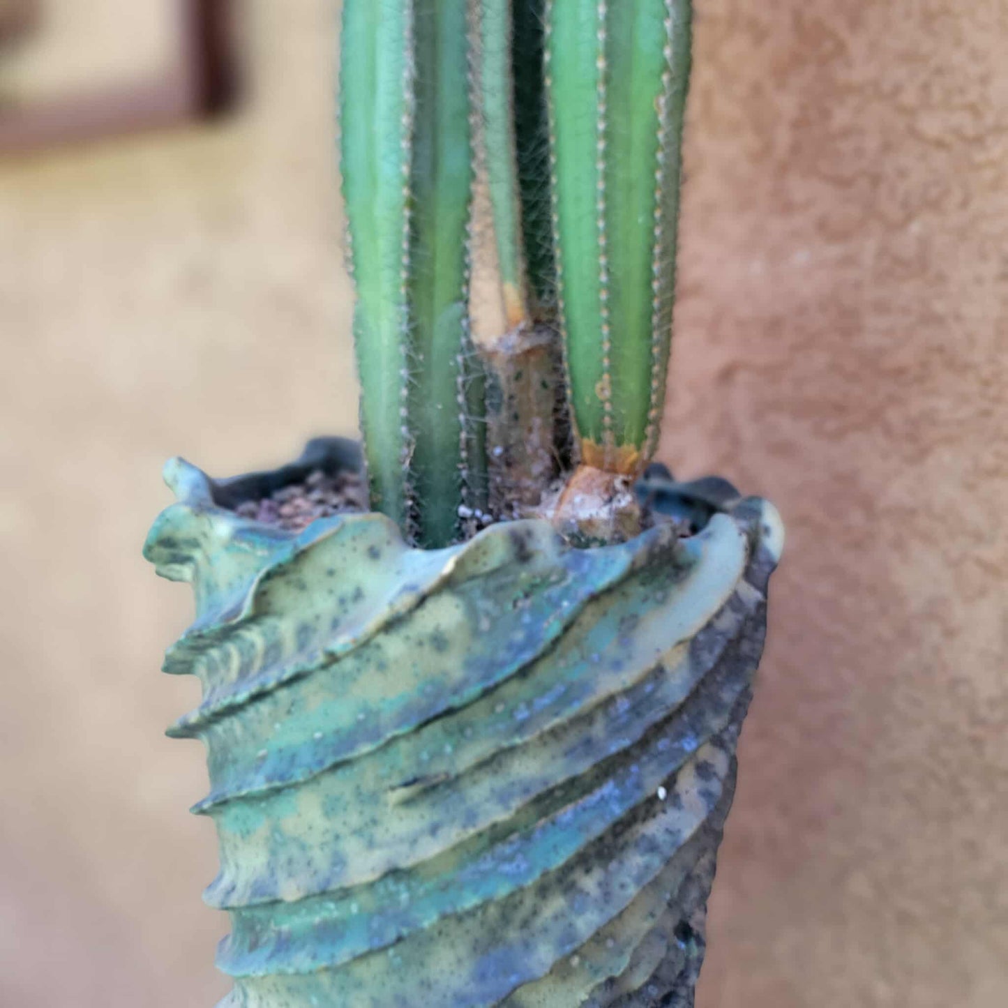 Pilosocereus Fulvilanatus - 3 Arms - 36" Tall!