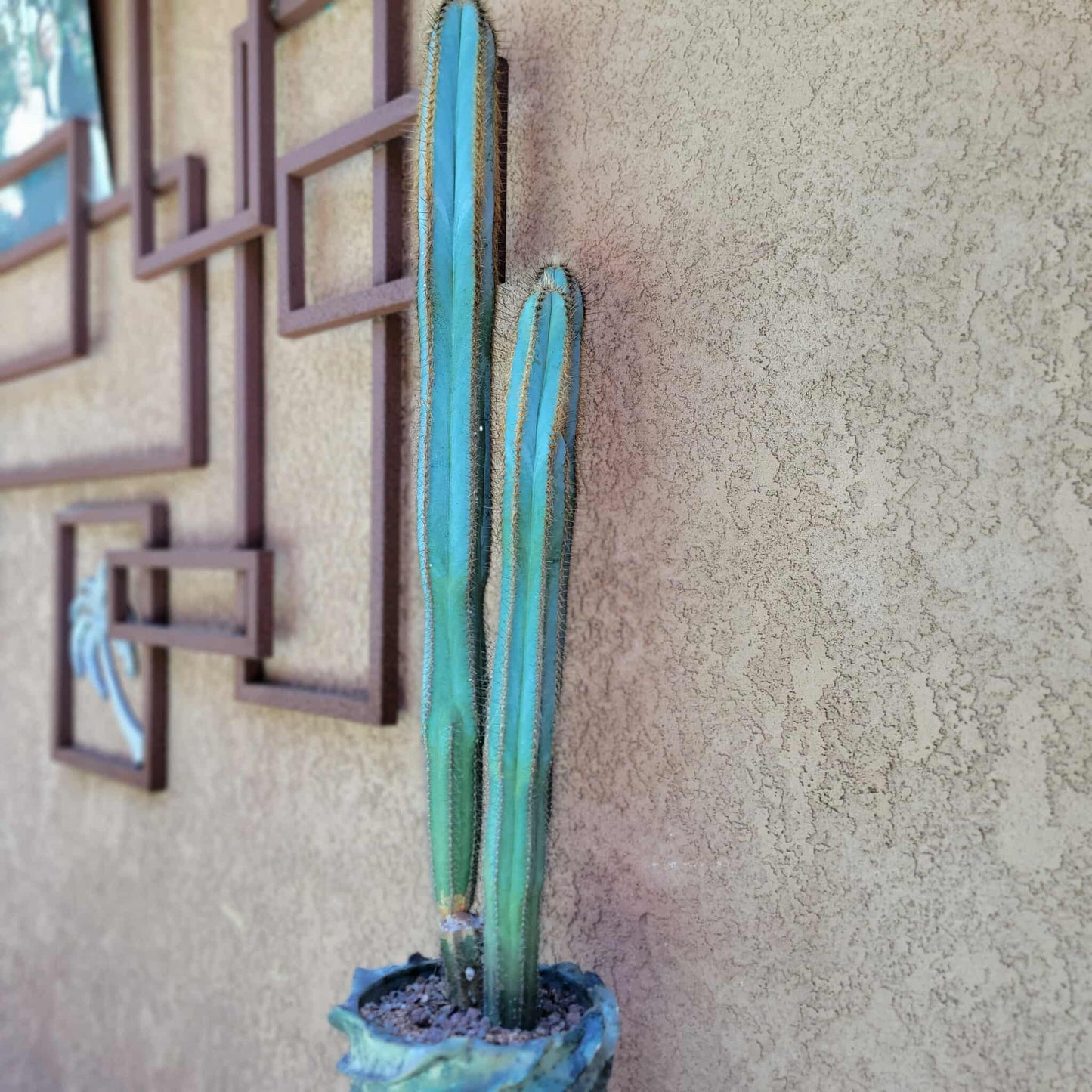Pilosocereus Fulvilanatus - 3 Arms - 36" Tall!