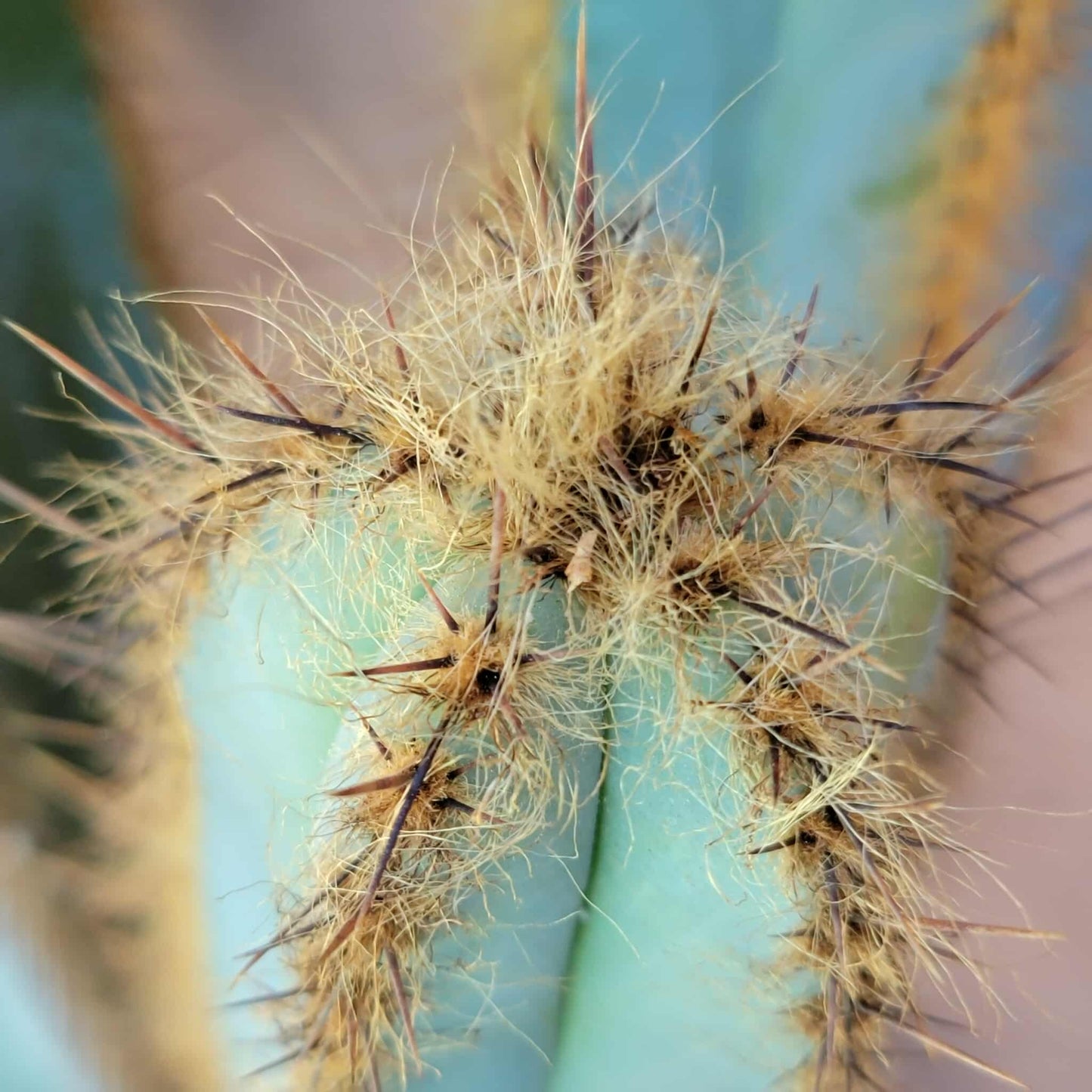 Pilosocereus Fulvilanatus - 3 Arms - 36" Tall!