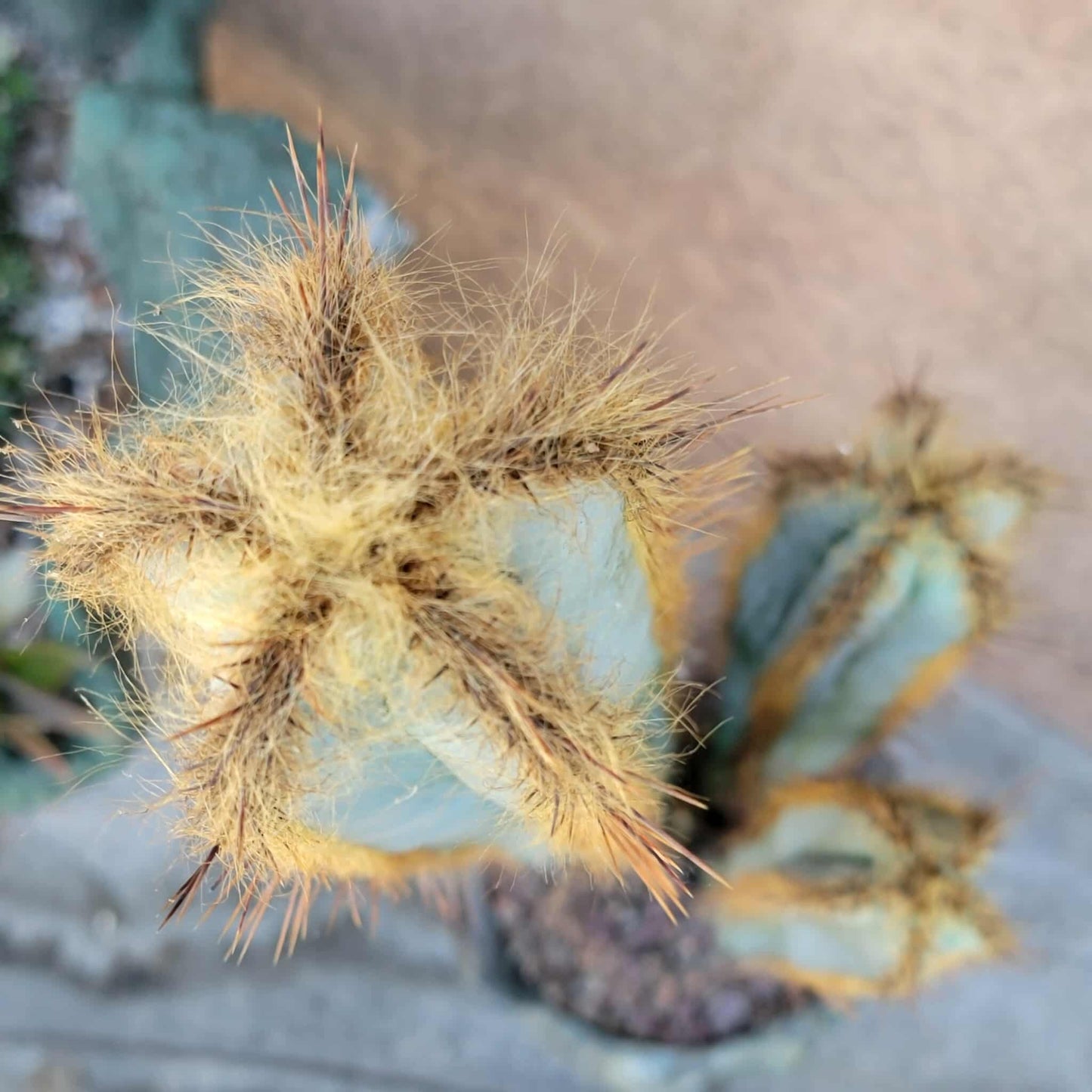 Pilosocereus Fulvilanatus - 3 Arms - 36" Tall!