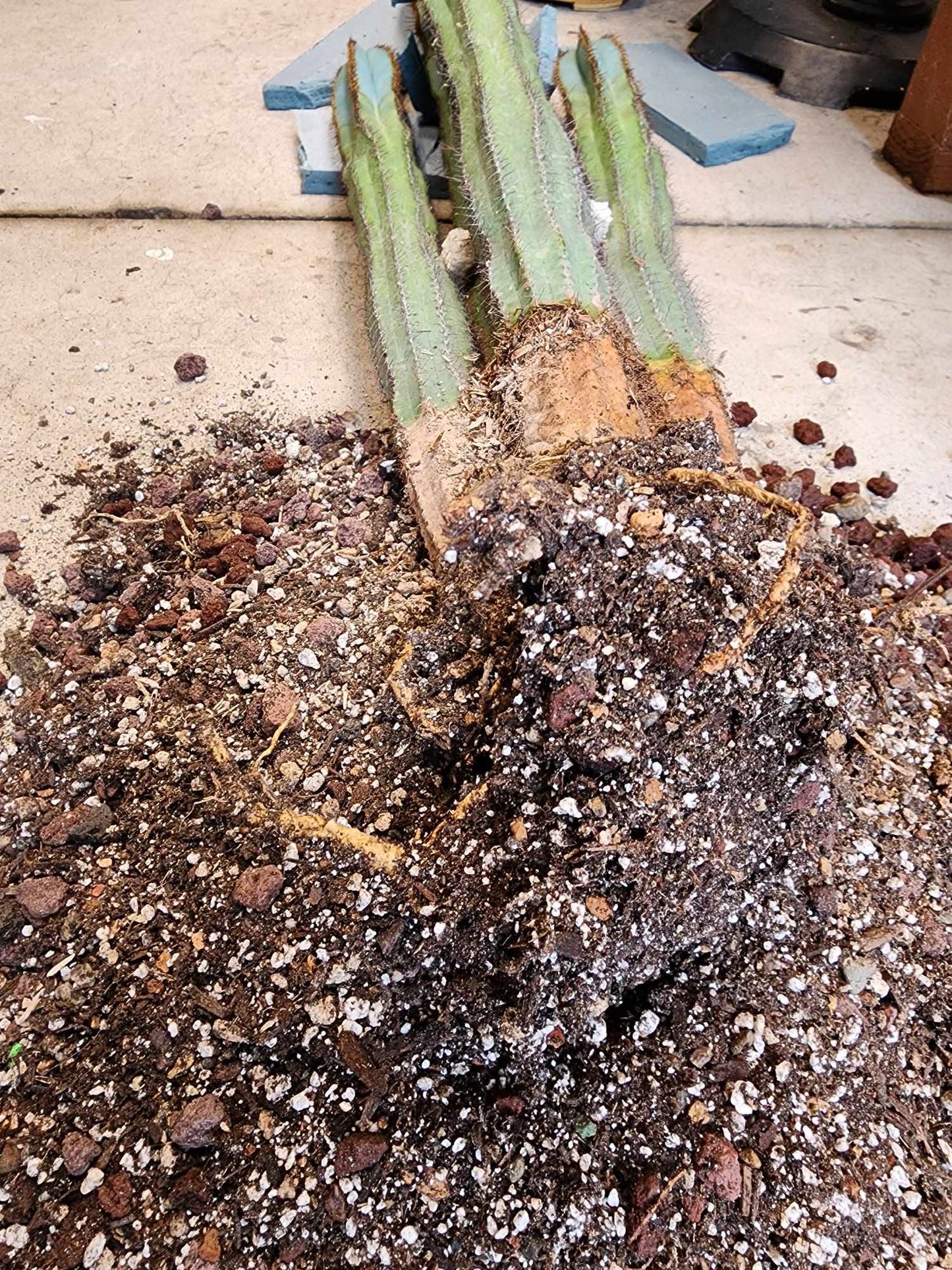 Pilosocereus Fulvilanatus - 4 Arms - 39" Tall!