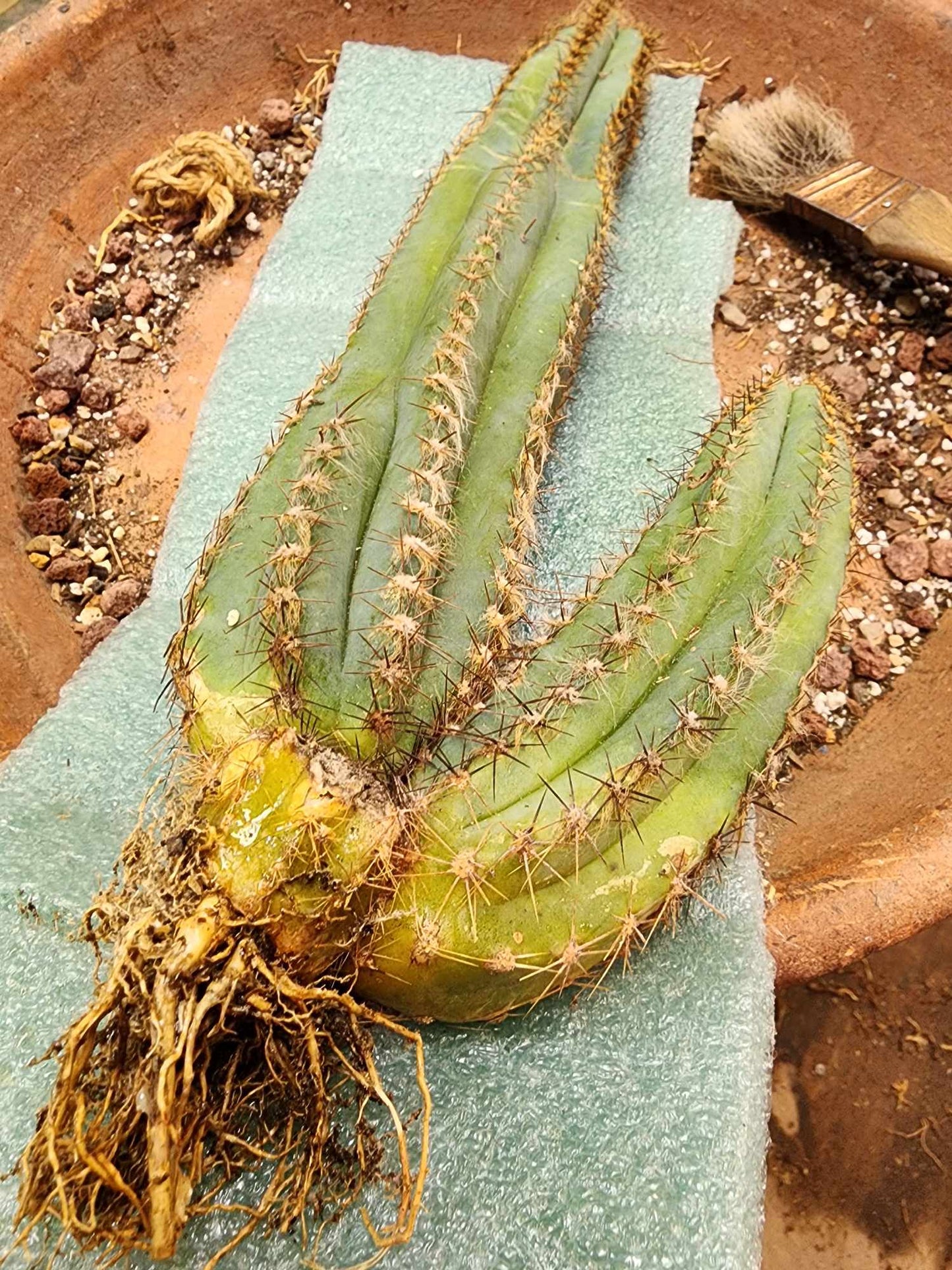Pilosocereus Fulvilanatus - Double Head