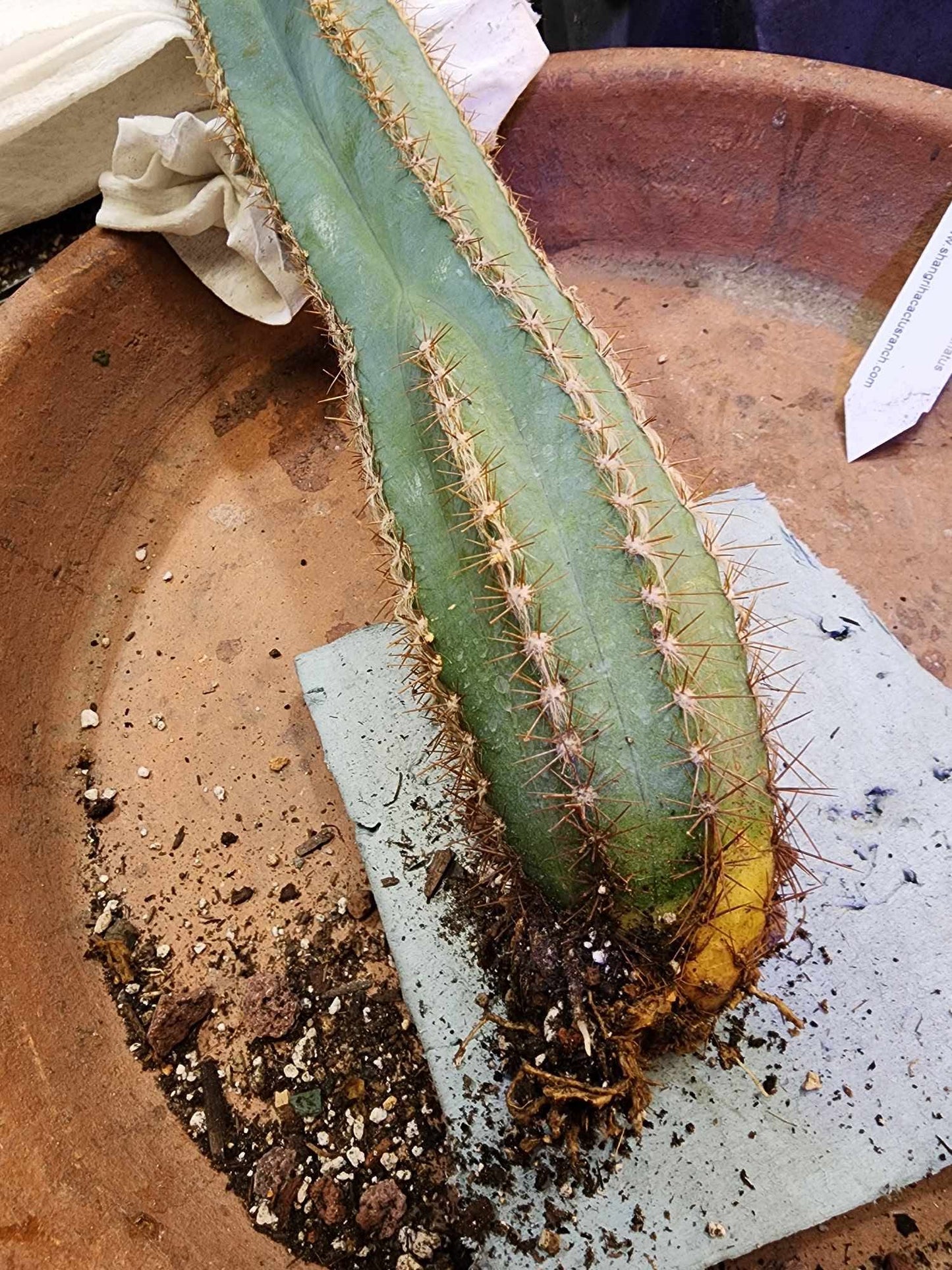 Pilosocereus Fulvilanatus