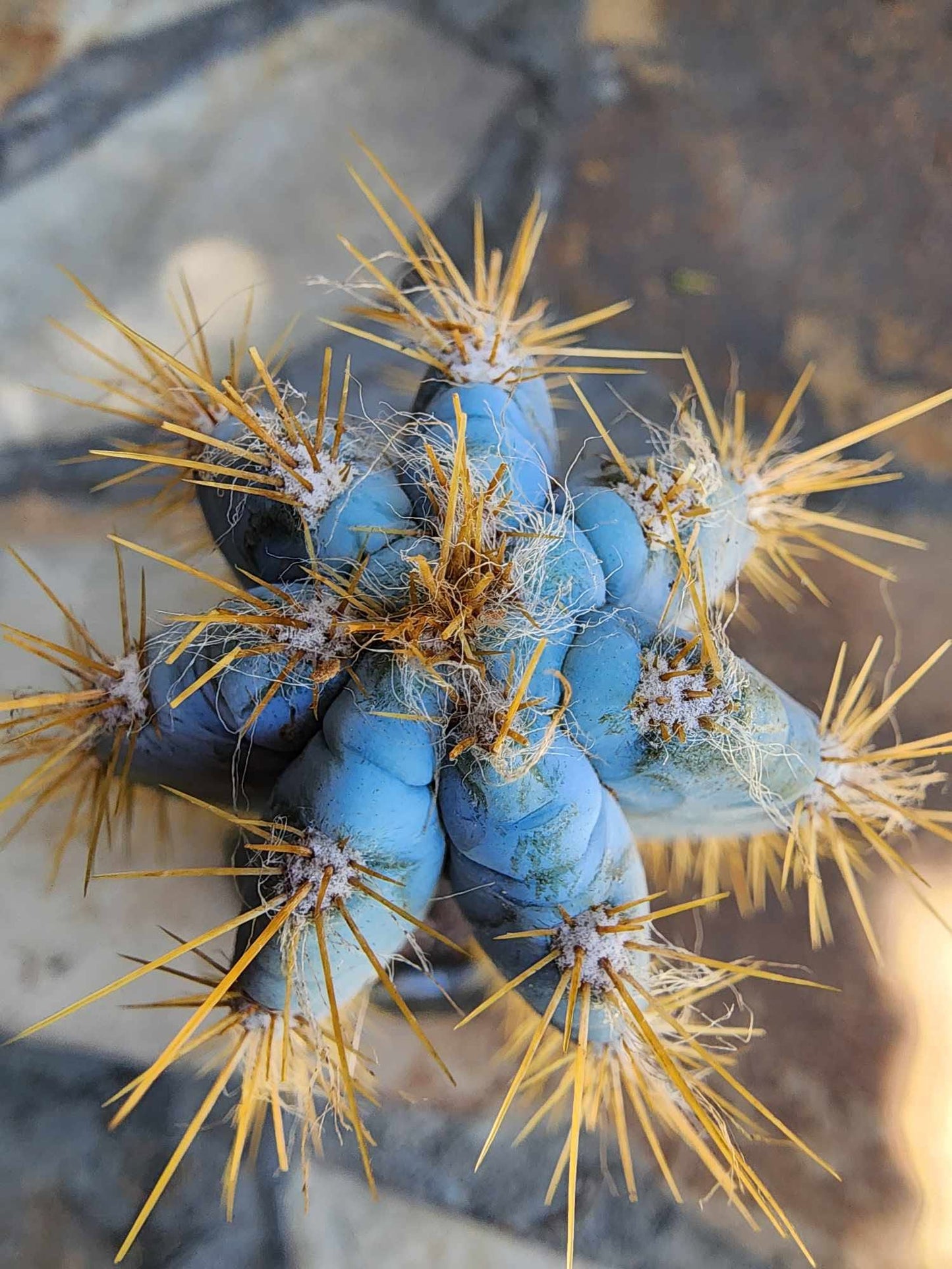 Pilosocereus Pachycladus - 14" tall