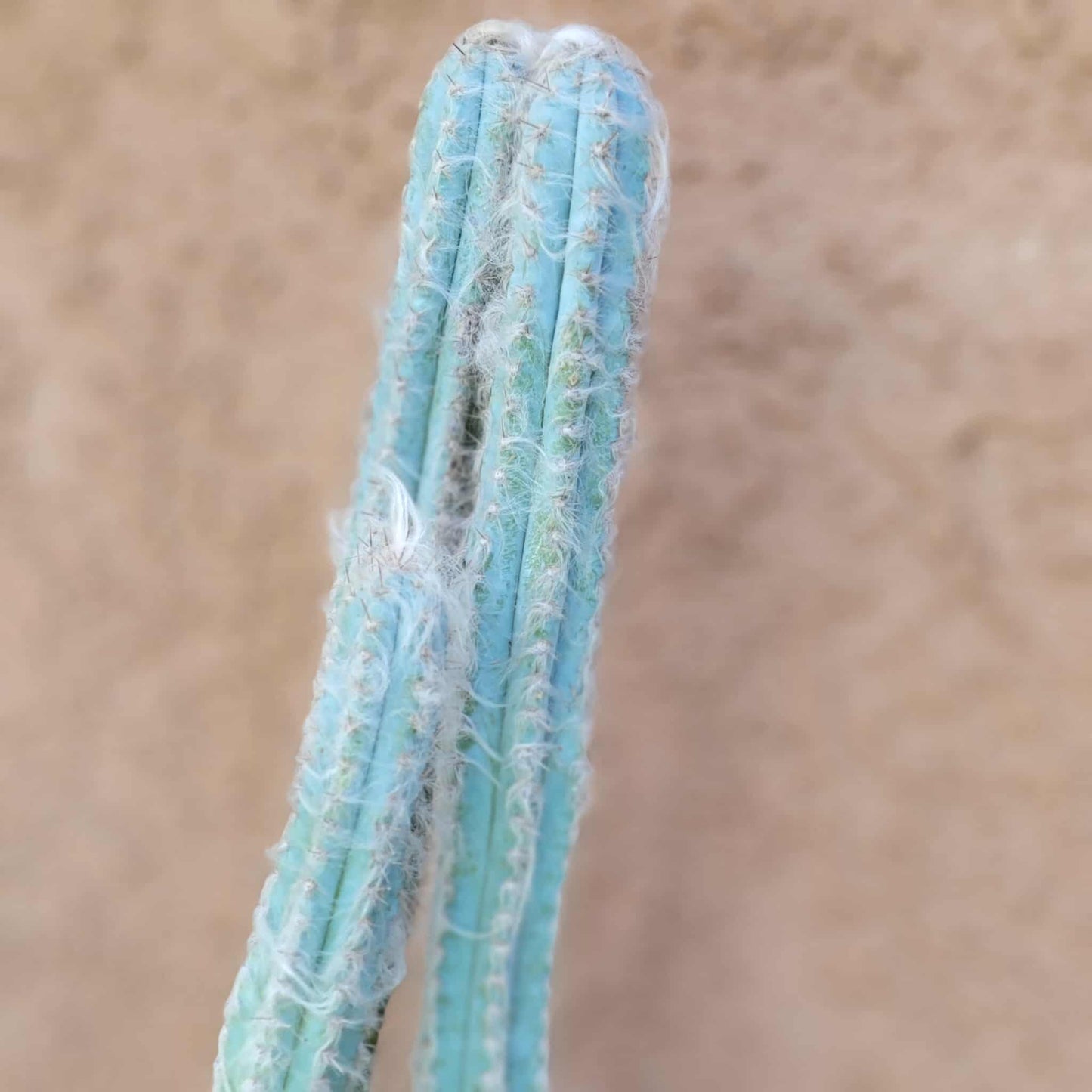 Pilosocereus Pachycladus - Blue Columnar Cactus - 3 Arms - 18" Tall!