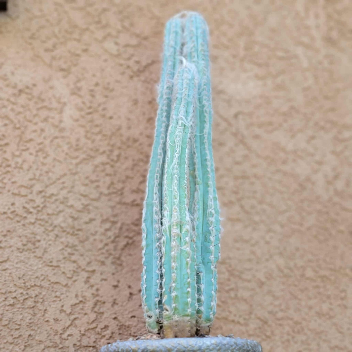 Pilosocereus Pachycladus - Blue Columnar Cactus - 3 Arms - 18" Tall!