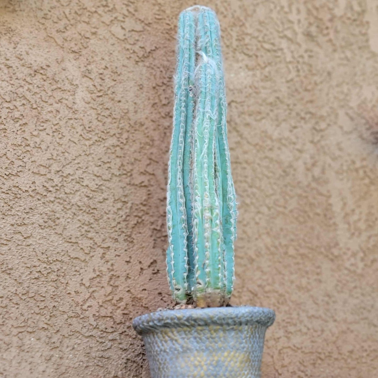 Pilosocereus Pachycladus - Blue Columnar Cactus - 3 Arms - 18" Tall!