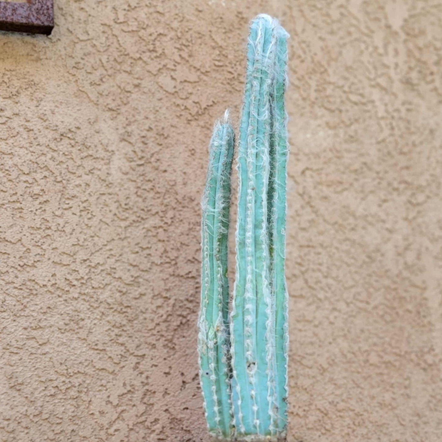 Pilosocereus Pachycladus - Blue Columnar Cactus - 3 Arms - 18" Tall!