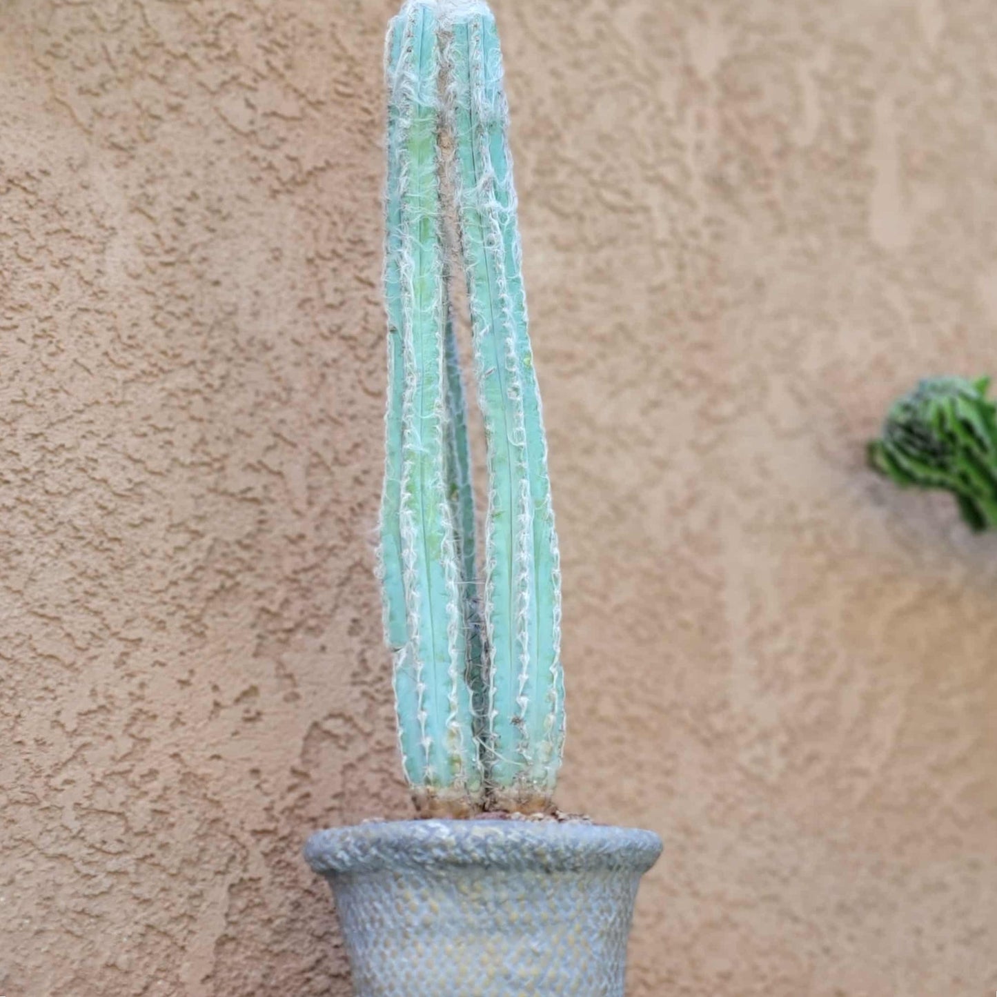 Pilosocereus Pachycladus - Blue Columnar Cactus - 3 Arms - 18" Tall!